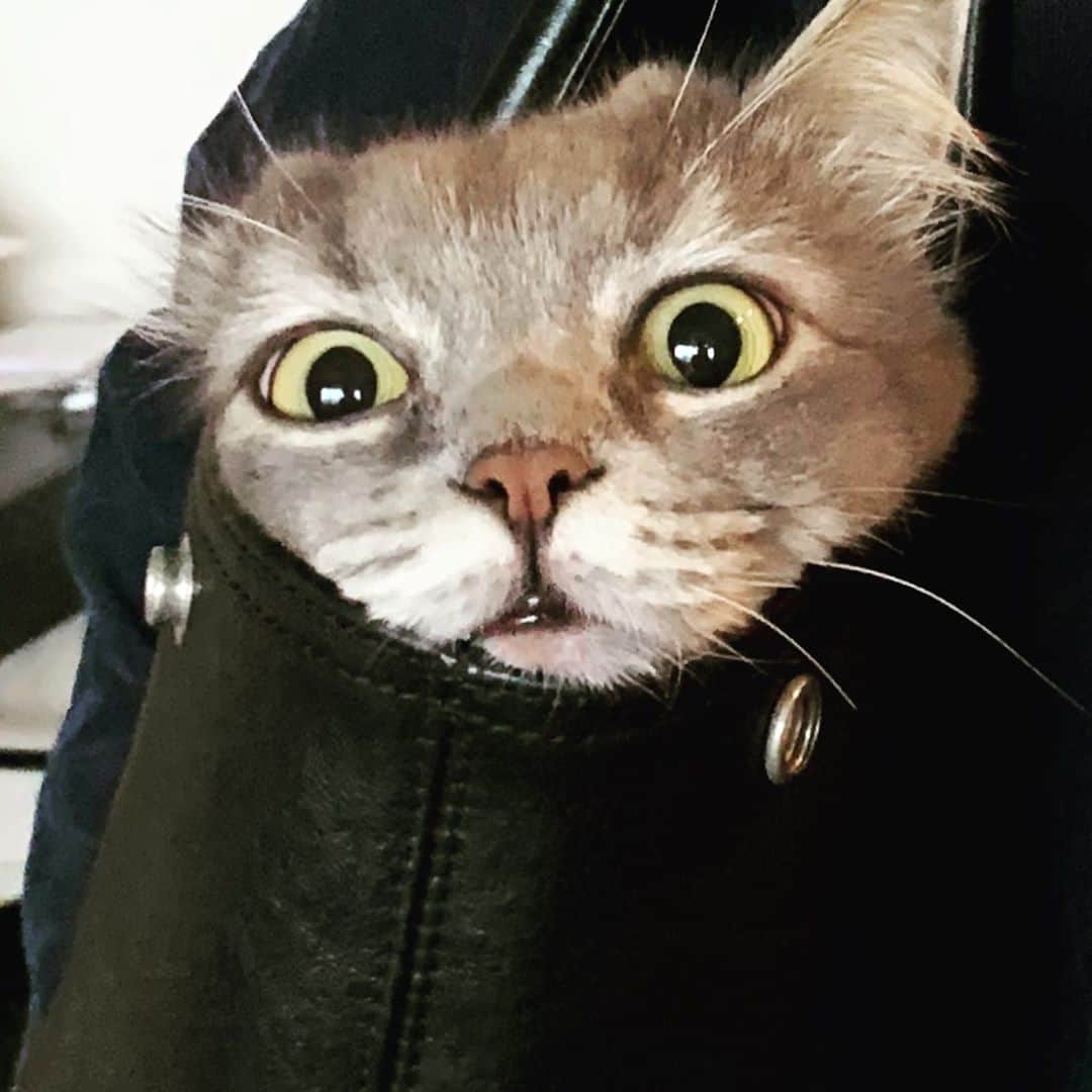 宮崎秋人さんのインスタグラム写真 - (宮崎秋人Instagram)「鞄に入ってたから持ち上げた。  #cats #ウル #猫」10月17日 15時18分 - shuto_miyazaki