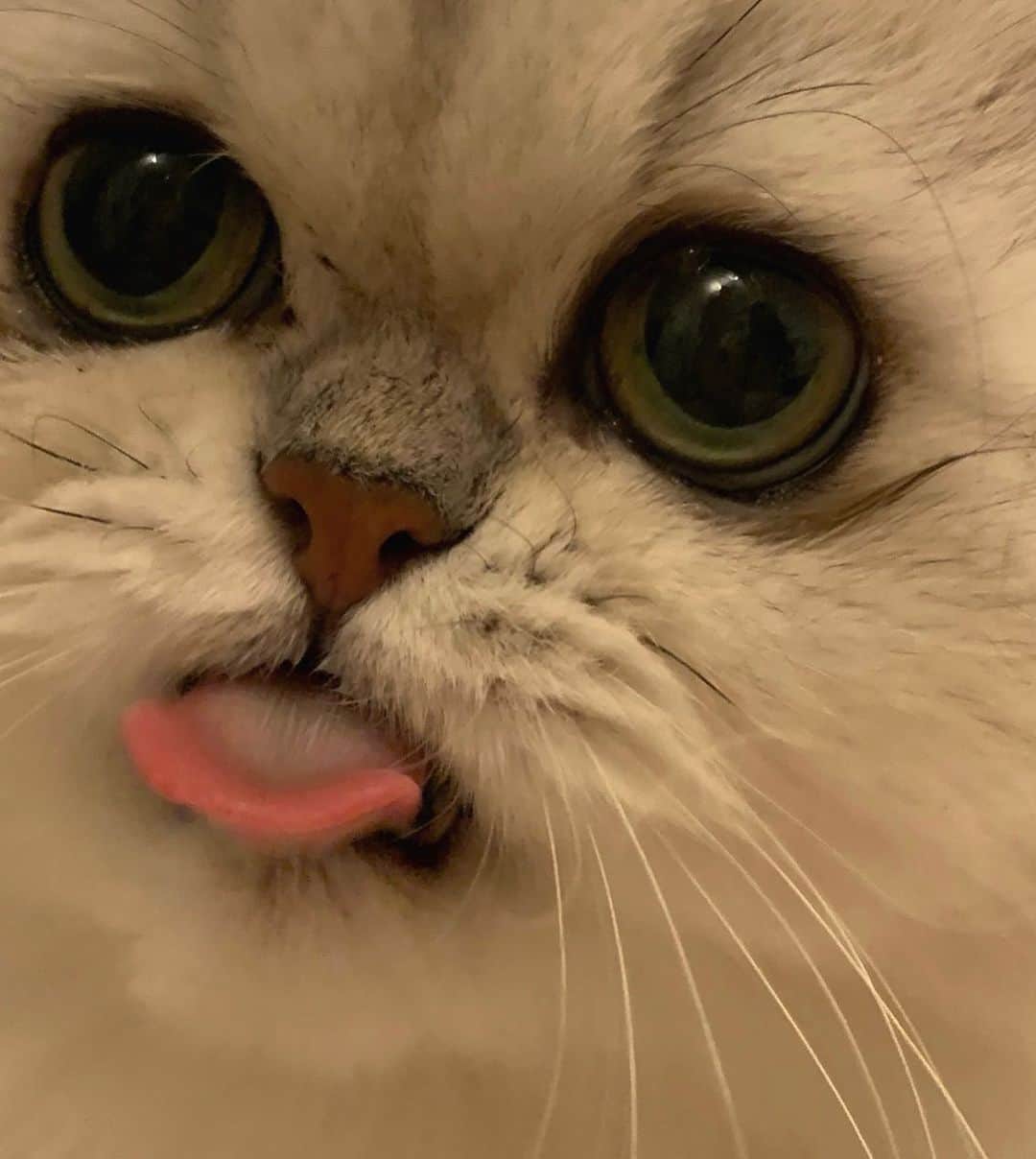 BeBeのインスタグラム：「Happy caturday❣️たまらないこのお顔　that's face😍　#caturday #ttt #bebe #catsofinstagram #petsofinstagram #kitty #kittycat #meow #eyes #kittensofinstagram #adorable #photooftheday #ilovecat #hubcats  #catlife #persiancat #猫　#ねこ　#neko #kawaii」