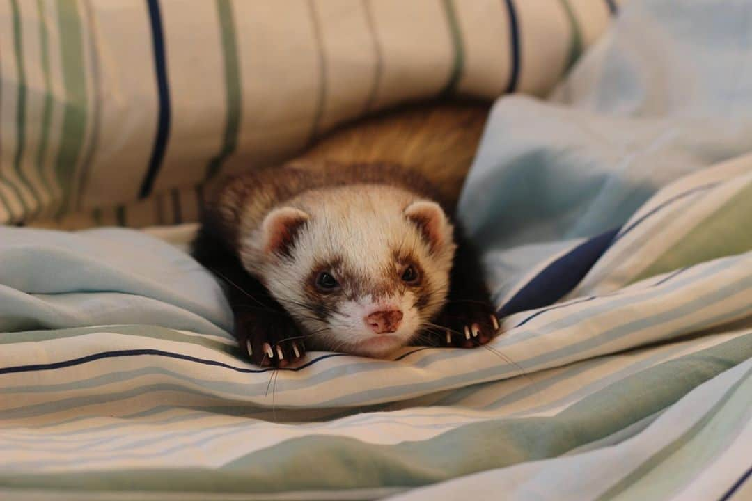 アニマルプラネットさんのインスタグラム写真 - (アニマルプラネットInstagram)「While they may not be as popular as dogs and cats, ferrets have been beloved pets for centuries. One famous ferret lover is Queen Elizabeth I, who had her pet ferret included in one of her royal portraits from 1585 (Ermine Portrait of Queen Elizabeth the First)!  In the present day on tonight’s #drjeff: Rocky Mountain Vet, we get to meet a pet ferret named Fat Guy in need of a nail trim. Tune in at 9pm ET! . . . . . . . . . #ferret #queenelizabeth #ferrets #petferret #animalplanet #pets #animals #unusualpets #nails #nailtrim #royalpets #pictureoftheday #photooftheday」10月18日 0時49分 - animalplanet