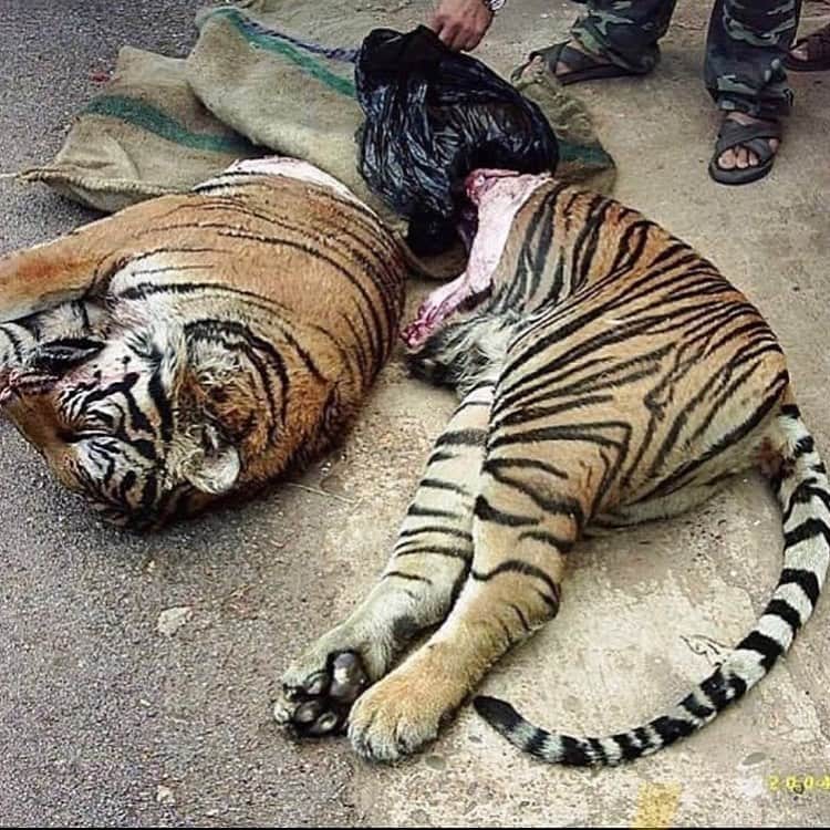 Awesome Wonderful Natureさんのインスタグラム写真 - (Awesome Wonderful NatureInstagram)「There are roughly 3900 species of tiger left in their natural habitats and this number keeps dropping... ! (LINK IN BIO FOR MORE INFORMATION  @fantastic_earth 🤏🤏  Less than 100 years ago we had 100,000 tigers 🐅 roaming free in the wild ....THIS IS MIND BLOWING! Tigers are globally listed as “Endangered” on the International Union for the Conservation of Nature (IUCN) Red List of Threatened Species.  Poaching is one of the most immediate threats to wild tigers. Tigers are illegally killed or poached because their parts are valuable on the black market. Link in bio to learn more! @fantastic_earth 🤏🤏  URGENT SUPPORT AND ACTION IS NEEDED FROM YOU TODAY. LET'S MAKE A DIFFERENCE AND SAVE OUR TIGERS. Click the link in @fantastic_earth bio!🤏🤏  FOR EACH SAVE OUR TIGERS NECKLACE SOLD, WE DONATE DIRECTLY TO TIGER CHARITIES AROUND THE WORLD. -  THIS WILL GO TOWARDS:  * Working with the communities who live with wild tigers to ensure they have a vested interest in wild tiger survival. * Safety equipment and training for forest guards to ensure full protection of tigers in the wild * Running awareness programmes to focus on moving families away from parks and outside away from tigers.  CLICK THE LINK IN OUR BIO TO DONATE AND MAKE A DIFFERENCE FOR OUR TIGERS 🙏 @fantastic_earth」10月18日 0時49分 - fantastic_earth