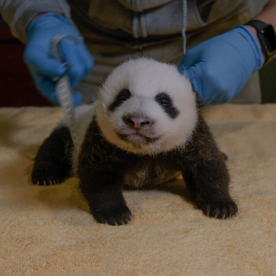 スミソニアン国立動物園さんのインスタグラム写真 - (スミソニアン国立動物園Instagram)「Need more panda cub in your feed? 🐼  ICYMI here's a pic of our little guy being weighed and measured by our panda keeper team. His biggest gain was around his midsection. So 2020. Link in bio to our latest cubdate. #PandaStory #PandaCubdates」10月18日 0時51分 - smithsonianzoo