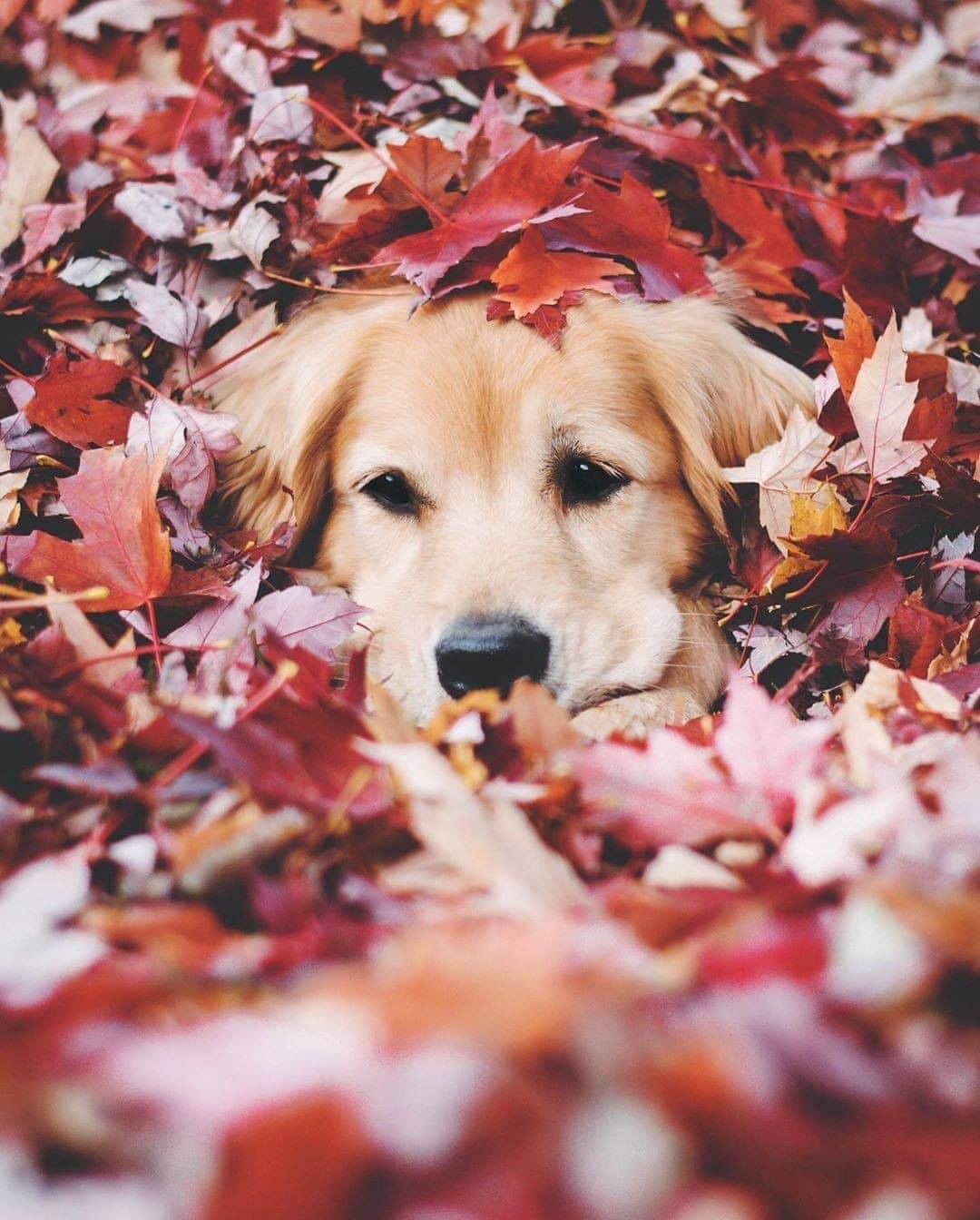 のインスタグラム：「Peekaboo! 🍁 - 📷 @lizzie.bear - #barked #dog #doggo #GoldenRetriever」