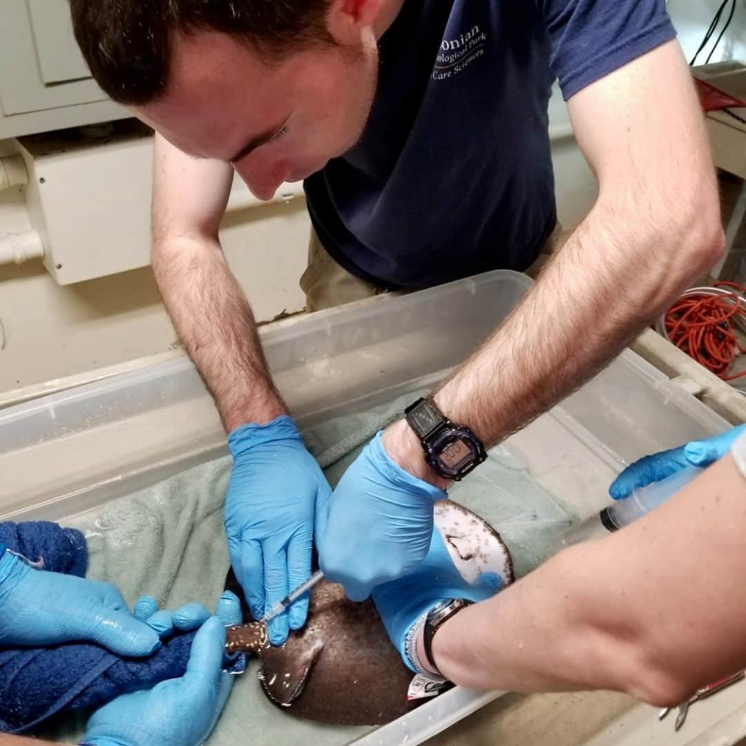 スミソニアン国立動物園さんのインスタグラム写真 - (スミソニアン国立動物園Instagram)「“Behind the scenes, veterinary technicians assist with routine exams, collect lab samples (such as blood or urine), run diagnostics and care for animals at the Veterinary Hospital. What I enjoy most about my role as a registered veterinary technician at Smithsonian’s National Zoo is working with and caring for such a wide variety of exotic animals.”– Brad Dixon, veterinary technician . . . Happy #VetTechWeek! Join us in recognizing and thanking our seriously amazing vet techs for their professionalism, dedication and passion for wildlife conservation.」10月18日 1時15分 - smithsonianzoo