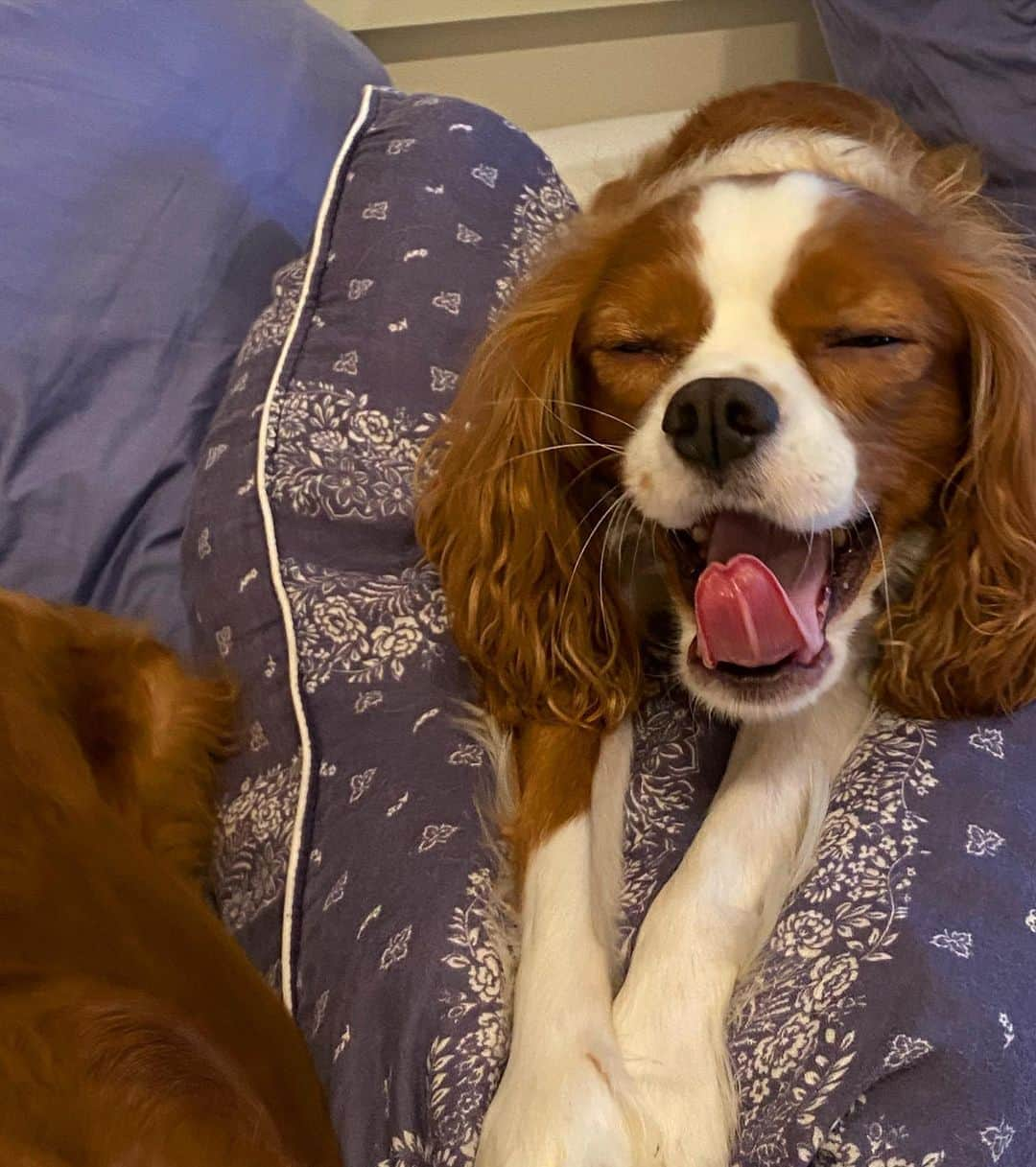 木下ココさんのインスタグラム写真 - (木下ココInstagram)「me too🌙寝よう😴 ・ ・ ・ ・ #おやすみ #dogs  #sansasnow #cavalier_sansasnow #snow #sansa #サンサスノウ #sansacavalierruby #サンサキャバリアルビー #snowcavalierblenheim #スノウキャバリアブレンハイム #cavalierkingcharlesspaniel #dogsiblings #dogstagram #cavaliers #cavalier #dogs #doglover」10月18日 1時17分 - cocot_chan