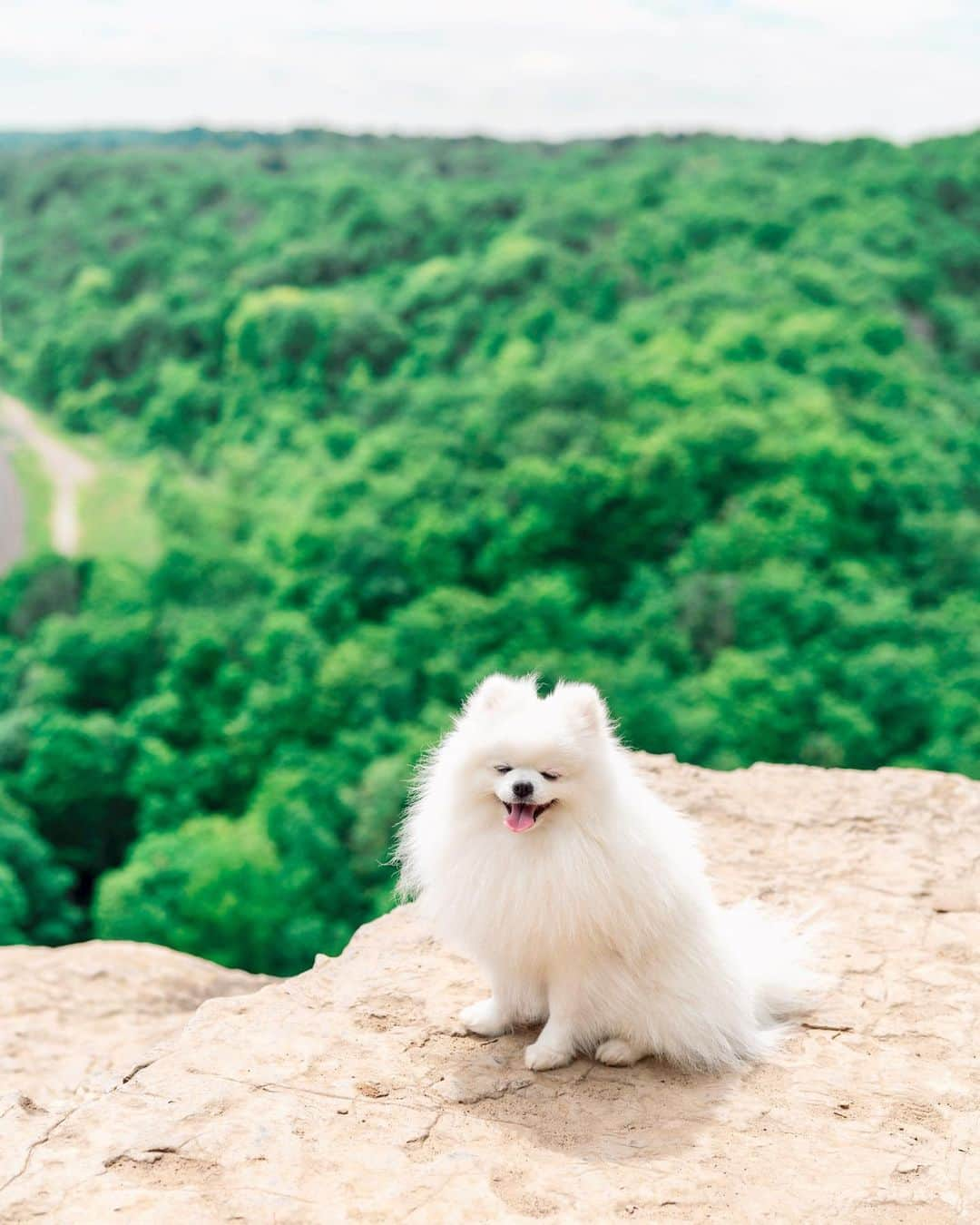 Mochi the Orkyehさんのインスタグラム写真 - (Mochi the OrkyehInstagram)「Living life on the edge ✌🏻 #daredevil」10月18日 1時40分 - orkyeh