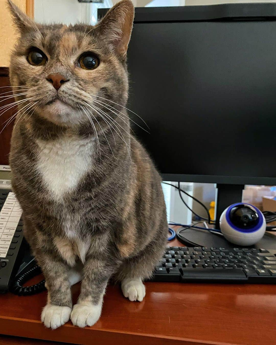 ジェームズ・ガンさんのインスタグラム写真 - (ジェームズ・ガンInstagram)「She’s been trying to help me work all morning. #HappyCaturday (and please Vote) #emilymonster #cat #cats #catsofinstagram #caturday」10月18日 1時50分 - jamesgunn