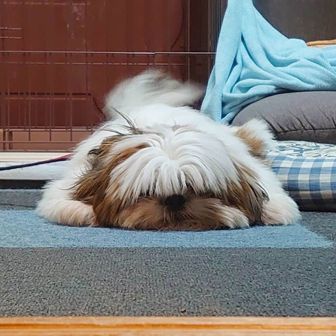 Kukkaのインスタグラム：「いぬまんじうー。というよりきのこっぽいな。 #いぬまんじう」