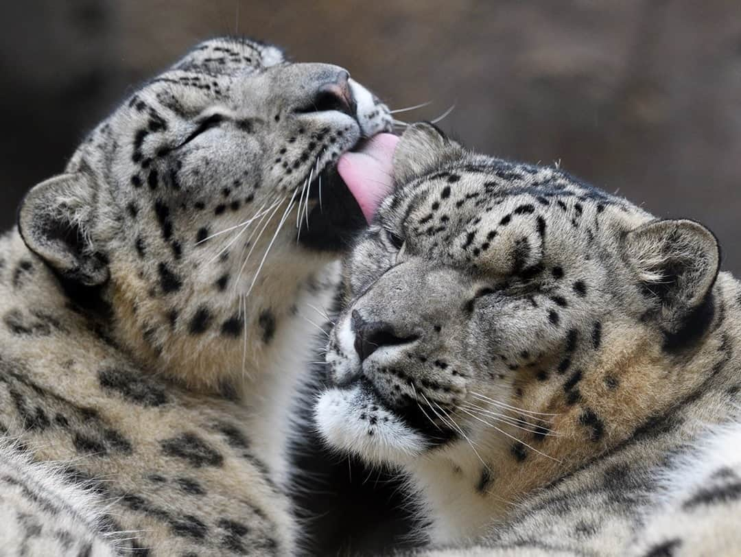 San Diego Zooさんのインスタグラム写真 - (San Diego ZooInstagram)「#Caturday couple goals ❤️ Tag your boo. #SnowLeopard #SanDiegoZoo #LetMeGetThatSpotOut 📷Mike Wilson」10月18日 2時00分 - sandiegozoo