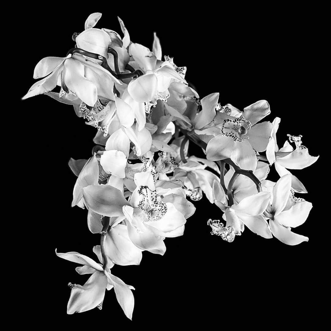 クリスヴァンアッシュのインスタグラム：「SATURDAY / #HOME / #ORCHIDS  #krisvanassche」