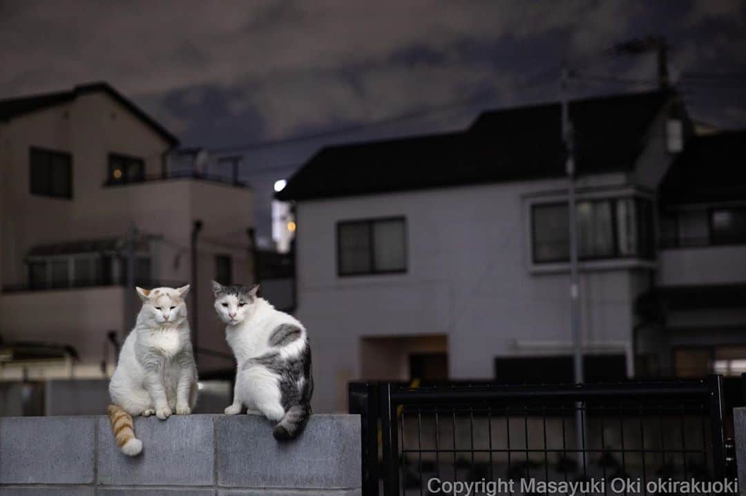 Masayukiさんのインスタグラム写真 - (MasayukiInstagram)「しっぽを膨らませて。  #あまりなかよくないふたり」10月17日 17時48分 - okirakuoki