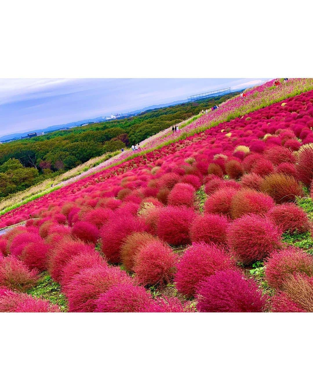 相沢みなみさんのインスタグラム写真 - (相沢みなみInstagram)「癒された🍁 雨は降ったり止んだりでした🌂 . It relaxes me :-) . 我的心被治愈了🌿 . #相沢みなみ  #茨城 #赤コキア #全身コーデ #キャスケット」10月17日 17時48分 - epoint2016