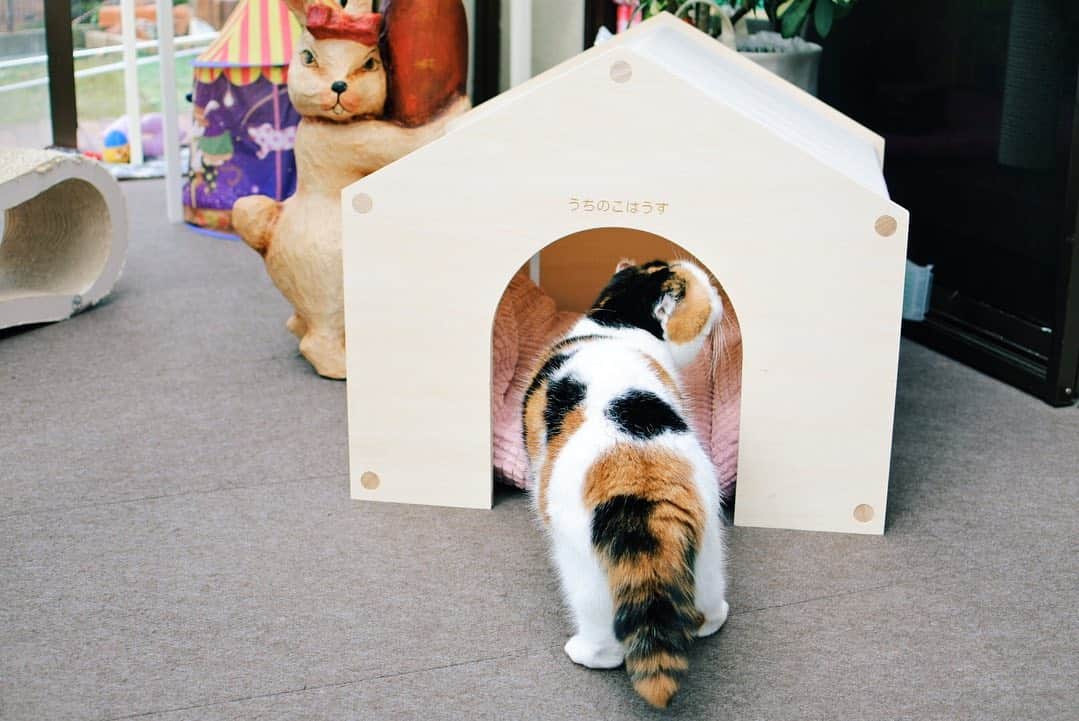 のインスタグラム：「新しいおうち🏠に興味すんすん🐽なみにゃさん😻🐾　早速うららさんがくつろいで、ツカちゃんや新しモノ好きなタバ様もわらわら集まり、落ち着く様子でスヤスヤ..🤤✨ みんにゃで仲良く使ってね☺️❤️  シンプルな形・素材・色、お部屋のインテリアにもなって飼い主もとても気に入ってます♥️  このおうち、板状で届くのですが工具類🛠は一切必要なく簡単に組み立てられます🙌🏻 入り口の形も数種類から選べ、好きな文字を10文字まで入れられるので、多頭飼いの我が家は名前ではなく"うちのこはうす"と彫って頂きました☺️ 底(床面)はないのでクッションや🛏を入れたり、ちょっとした改装も楽しめそう👍 記念日🗓やX'mas🎄プレゼントにもピッタリです🎁✨  今回 2020年11月30日23:59 まで、下記クーポンにて全商品10％OFFでご購入可能です。  クーポンコード : CPFR2011-F084  #makeagoodmarket#メイクアグッドペットハウス#うちのこはうす#kitty#catstagram#catstagram_japan#petstagram#picneko#instacat#meow#catoftheday#catofworld#ilovemycat#funnycat#みんねこ#にゃんだふるらいふ#ふわもこ部#ねこまみれ#ねこ休み展#munchkin#calico#scottishfold#マンチカン#ねこのいる暮らし  Urara,Tsuka-chan,Tabatha」