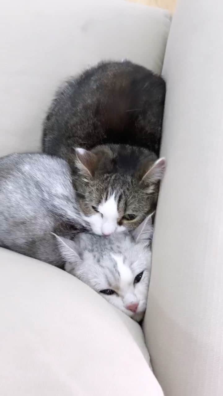 くれ?ぱと?もあ?あねのインスタグラム：「今日は寒い1日だったね🌨 Look!  The kitties are cuddling up together. ❤︎ #猫団子 #寒い  #猫好きさんと繋がりたい  #猫 #cat #猫咪 #pecotv  #catstagram #catsofinstagram  #catstagram_japan #냥스타그램」