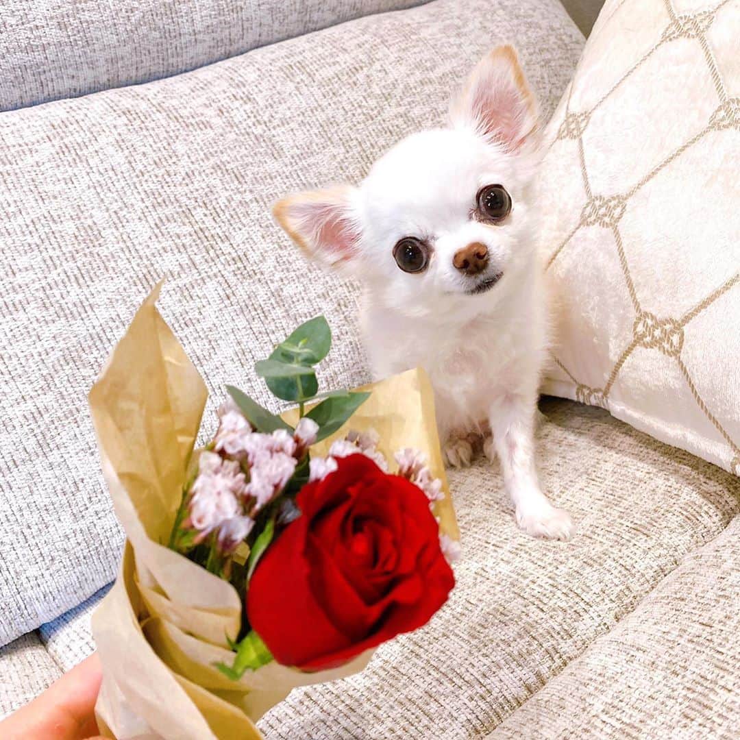 さわいえりさんのインスタグラム写真 - (さわいえりInstagram)「可愛いお花🌹 @bloomeelife のお花が届いたよ😊  毎回、可愛らしいお花が届いて嬉しい♩  今回は真っ赤な薔薇が入っていて、 秋冬らしくて素敵！  ✔︎初回のお花お届けが無料になる クーポンコード：sawai (有効期限：2020年10月31日)  #bloomeelife #ハロウィン飾り #フラワーハロウィン」10月17日 18時42分 - beauty_eri7