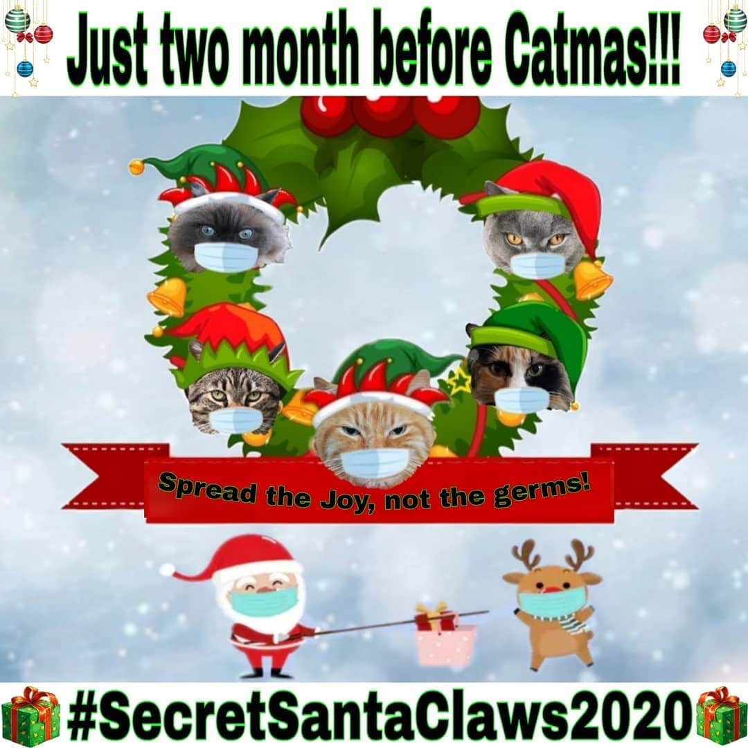 Homer Le Miaou & Nugget La Nugさんのインスタグラム写真 - (Homer Le Miaou & Nugget La NugInstagram)「The time has come again!!!😸 Did you know that there is just a bit more than two month before catmas? Since us cats are not spoiled enough, i'm excited to announce that our traditional Secret Santa Claws gift exchange is back: #SecretSantaClaws2020 🎅🙆🏻‍♀️🎅 This year is a "Special Pandemic Edition" so we're launching earlier and we've modified the process a bit. The gift exchange is still on as usual but, for obvious pandemic related reasons, some of us can't afford to buy lots of toys or can not even go out so we're adding a "masks and cards" part to the process. You have the choice: if you can't send some toys, you can chose to send a nice Christmas card and a mask (or several if you want!) to your santa. You'll be able to chose between "box of toys" or "cards and masks" when registering. You'll be paired with someone on the same group 😉 I know you wanna be part of it so here is how to sign up for it : ***************** • Complete the registration form: the link is in my bio. Registration ends on October 31. You'll get an email shortly after that, detailing your Secret Santa informations. • Please comment "done" under this post so there is no forgotten ;) • After that, you will have about 10 days to shop and send your presents. Make sure to send your parcel soon enough so it will arrive before christmas! (We all know how post office goes without the holidays, and it'll probably be worst with the pandemic!) ⏳🎁⏳ • Please repost this pic or tag some friends to join, you know: "the more, the merrier" hehe!😸  • Don't forget to hashtag your related pics with #SecretSantaClaws2020 so everybody can enjoy them! (It is -CLAWS, not -PAWS. The one finishing with -PAWSis for the D.O.G.S!!!🙉) • After that all you'll have to do is wait for your parcel!!! Also, as a pre gift, we are offering you 10% on all our sponsors cool items, goodies and masks: @cattoysbyroomie @harrycatofallcats @kingpopothecat @nolababies @starkravingcat @thecatball with the code "SECRETSANTA"  Link to their shops are on their bio! • You can also follow the other pawesome hosts:  @aarian_the_great @ats_and_nicklas @chasingkidsandcats @kingpopothecat 💟 Have fun and don't spill the bean until Cat」10月17日 18時55分 - homer_le_chat