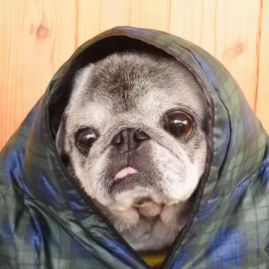 八兵衛のインスタグラム：「Stay warm 👻 * * * ダウンケット はじめました。 * * #寒い #ほぼ黒パグ #おじいちゃん犬 #pug #puggy #puglife #puglove #petstagram #pugstagram #pugsofinstagram #pugs #dog #ふわもこ部  @igersjp #IGersJP #east_dog_japan #pecoイヌ部 #八兵衛 #はちべえ #sippoストーリー」