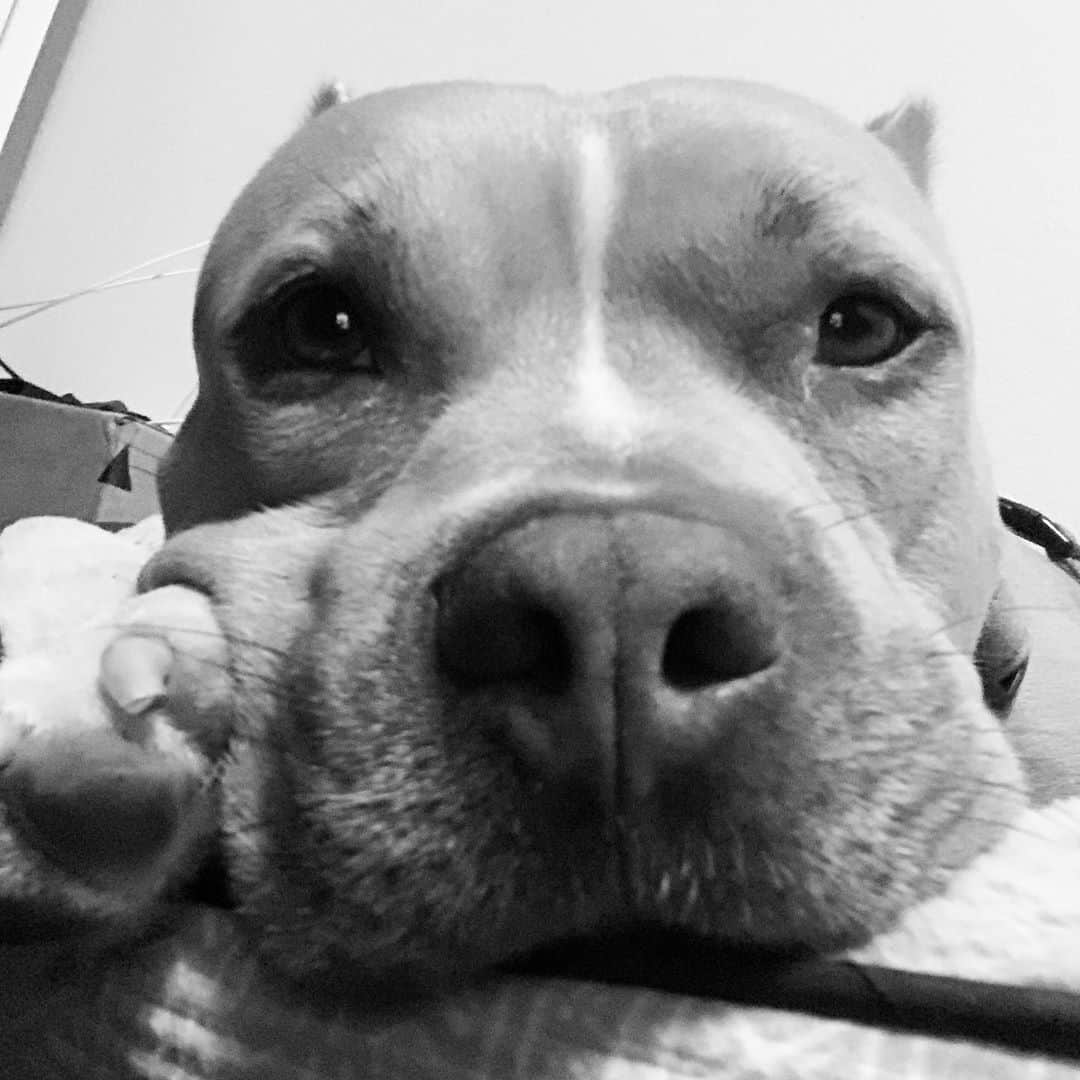 テヴィタ・フィフィタのインスタグラム：「😁My baby boy. #pittie #samson」