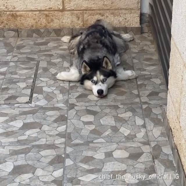 のインスタグラム：「“The best position to sleep in” - Want to get featured like him? Join “The Barked Club” on FACEBOOK and post something now! 👉 barked.com - 📹 @chief_the_husky_official - #TheBarkedClub #barked #dog #doggo #SiberianHusky」
