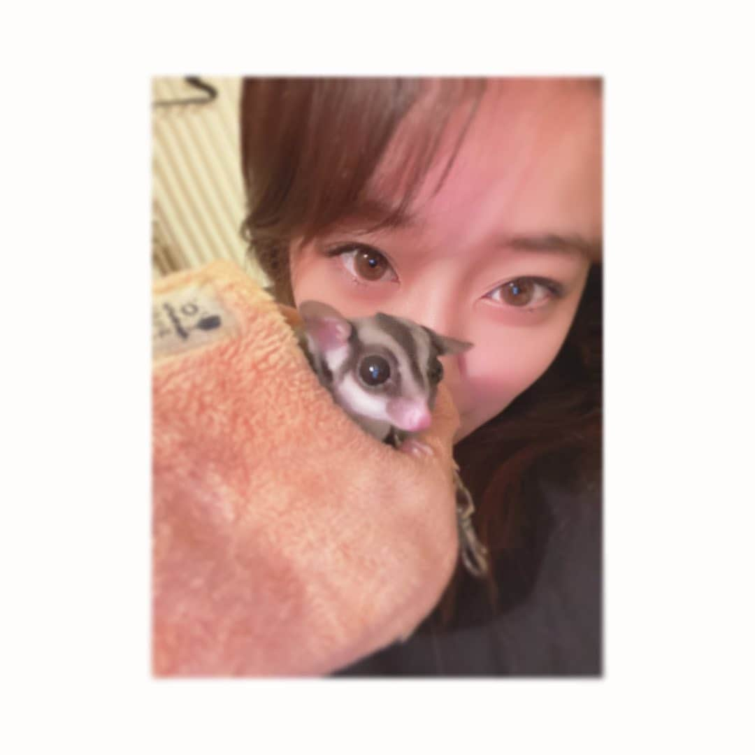 中冨杏子さんのインスタグラム写真 - (中冨杏子Instagram)「.*･ﾟ　.ﾟ･*.♡.*･ﾟ　.ﾟ･*. . . 雨やだなー。 でも部屋にいる時 外から聞こえる雨音は 好きなのです。 . . なんだか最近 なんだかなんだか。  あーーーー！！！！！  いうえおっ！！！ . . . . 実家のチロちゃん。 かわいいなー。 . . 私もペットほしい( .. )  . . #モモンガのいる生活  #フクロモモンガのいる生活  #モモンガポーチ  #モモンガ #もふもふ部  #はむはむぴゅーれ  #ちゃおちゅーる  #くしゃみとまらん #花粉ですか #ペットほしい #けどアレルギー #なんでなんで #この車両でガチコート着てるの私しかいない #寒がり #末端冷え性 #いいね #フォロー #momonga」10月17日 19時03分 - anko_nakatomi