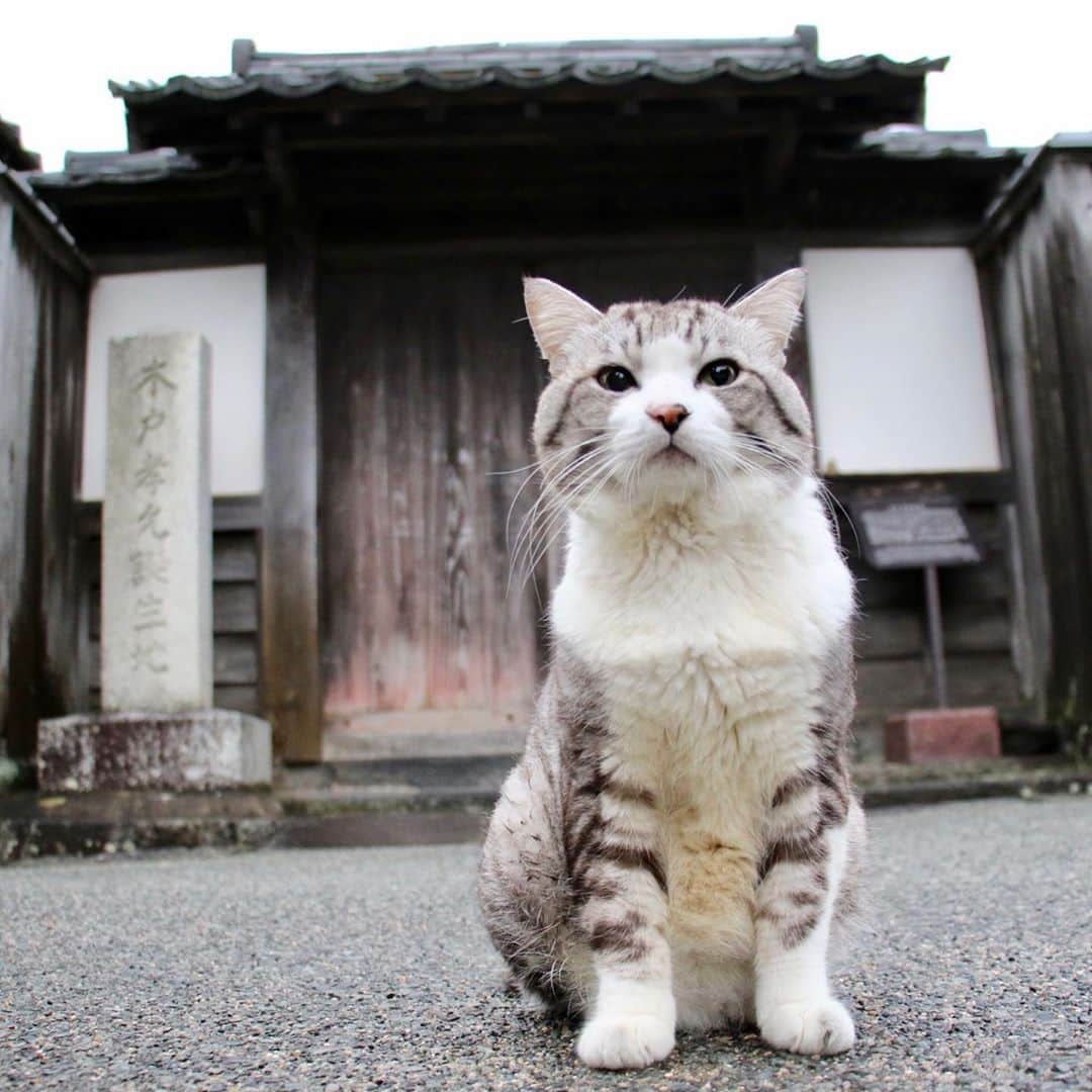 Nyankichi Noranekoさんのインスタグラム写真 - (Nyankichi NoranekoInstagram)「西郷先生、 本日、薩摩のニャン吉は、長州に来ております。 高杉晋作どんと一緒に写真に写り、木戸孝允どんのお宅にお邪魔し、学びの道では、吉田松陰先生のお言葉を読ませてもらい、もっと成長するためには、猫としてどう生きるべきかという高い志が必要であることを痛感しましたにゃり😸  #猫 #cat #고양이 #แมว #貓 #кошка #wats #chat #ニャンスタグラム #gato #catsofinstagram #ねこ部 #旅猫 #cats #aso #japan #猫写真 #ねこ #seekor #ネコ #kitty #パトロール #kucing #kucinglucu #薩長同盟 #明治維新 #高杉晋作 #木戸孝允 #萩 #山口」10月17日 19時13分 - noraneko_nyankichi