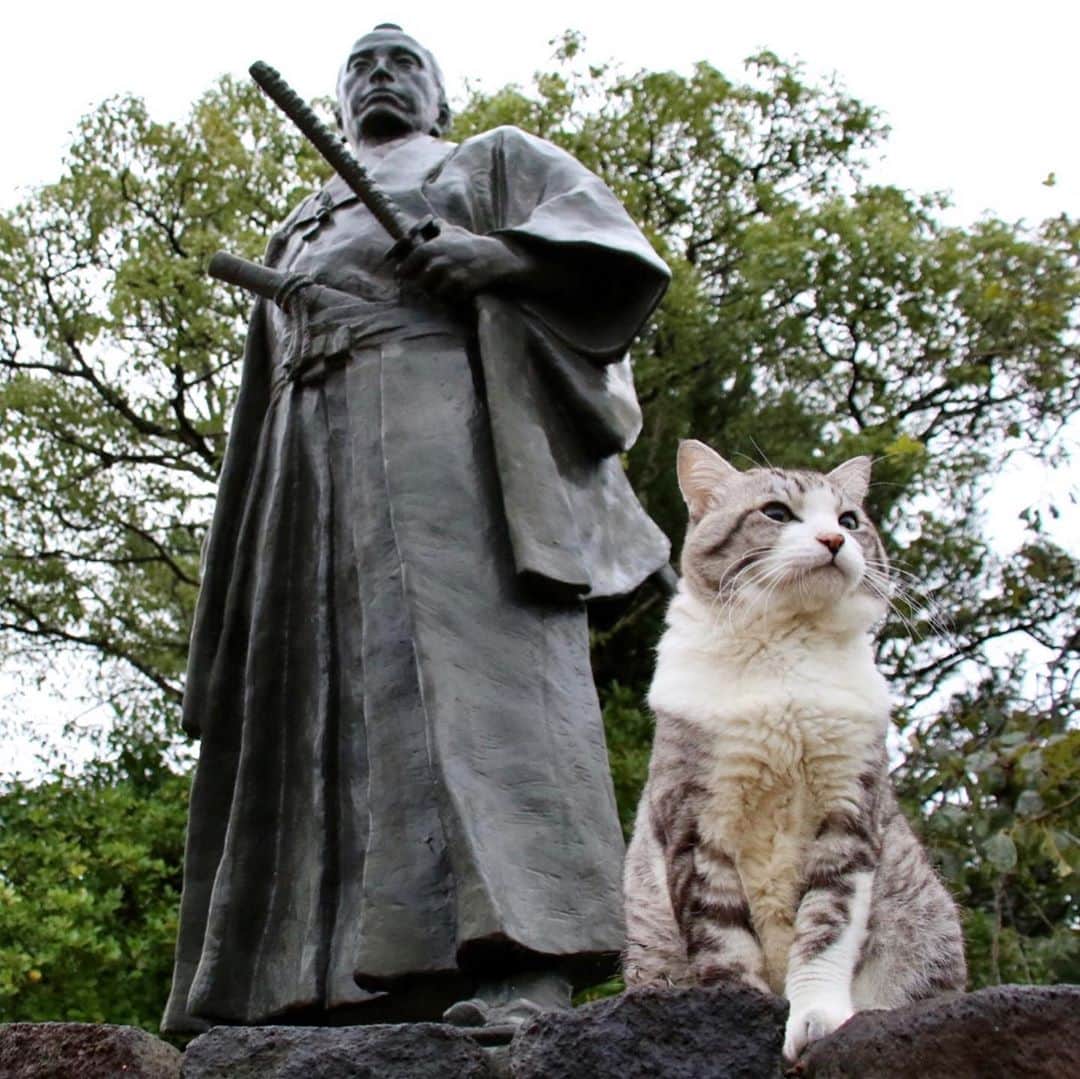 Nyankichi Noranekoさんのインスタグラム写真 - (Nyankichi NoranekoInstagram)「西郷先生、 本日、薩摩のニャン吉は、長州に来ております。 高杉晋作どんと一緒に写真に写り、木戸孝允どんのお宅にお邪魔し、学びの道では、吉田松陰先生のお言葉を読ませてもらい、もっと成長するためには、猫としてどう生きるべきかという高い志が必要であることを痛感しましたにゃり😸  #猫 #cat #고양이 #แมว #貓 #кошка #wats #chat #ニャンスタグラム #gato #catsofinstagram #ねこ部 #旅猫 #cats #aso #japan #猫写真 #ねこ #seekor #ネコ #kitty #パトロール #kucing #kucinglucu #薩長同盟 #明治維新 #高杉晋作 #木戸孝允 #萩 #山口」10月17日 19時13分 - noraneko_nyankichi