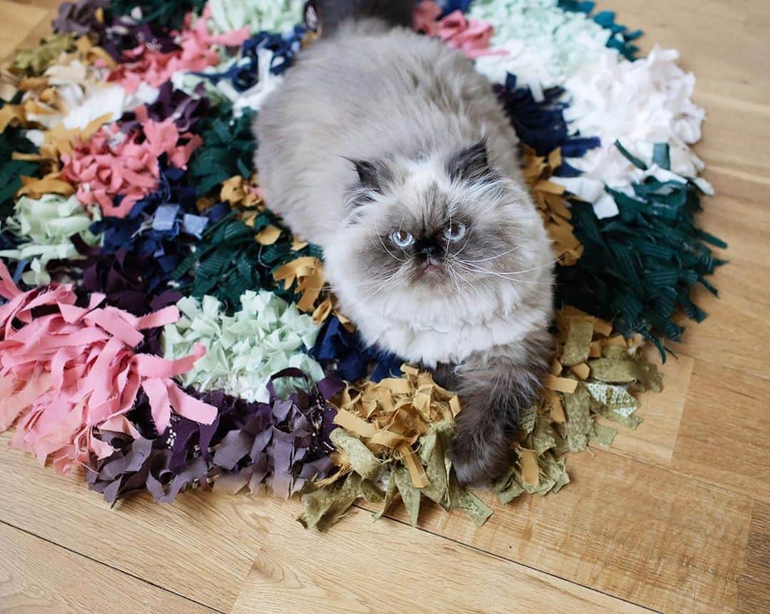 清水桜子のインスタグラム：「こちら、場所の取り合いになる程人気な「猫ホイホイラグマット」。 人気の秘密をどなたかに解明して欲しいものだよ。」
