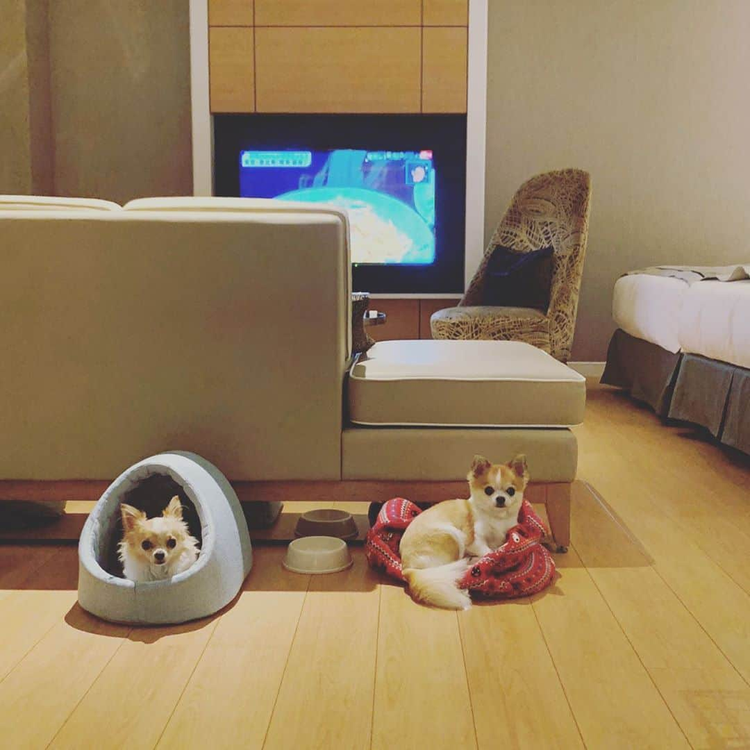 麻尋えりかさんのインスタグラム写真 - (麻尋えりかInstagram)「夏の思い出④ 仲良くお留守番中...🐶🐶 #チワワ#チワワ部」10月17日 19時26分 - mahiroerika