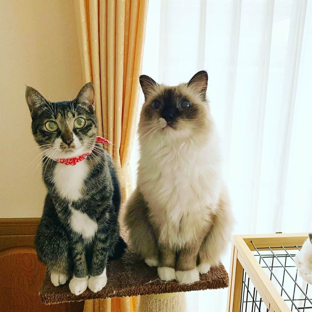 takegaeruのインスタグラム：「きゃわたんズ #cat #猫 #ragdoll #ラグドール #ホワイトポッチーズ #よもねこ #よもぎねこ #キジトラ #きじとら」