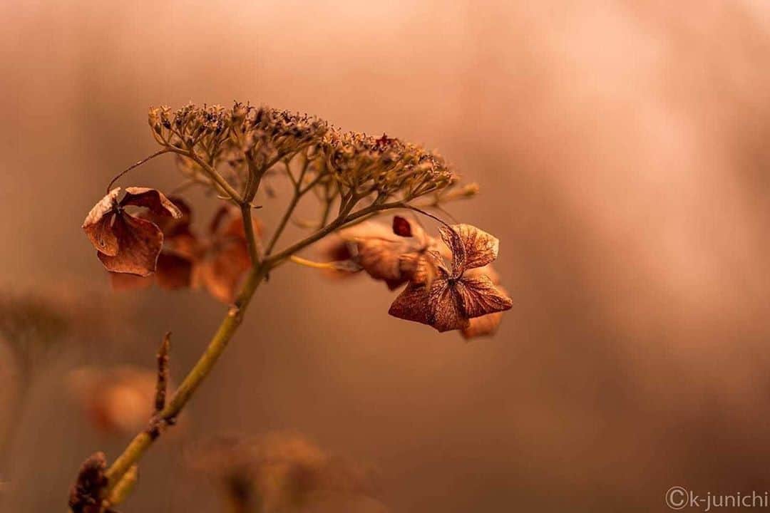 花の写真館のインスタグラム：「Photo by 木村順一.⠀ .⠀ Original Post[投稿いただいたURL]⠀ https://www.facebook.com/photo.php?fbid=1203234600065139⠀ .⠀ 本アカウントは、 #私の花の写真 をつけてInstagramに投稿された皆さまの花の写真や、「花の写真館」Facebookページで投稿された花の写真を紹介します。⠀ 「花の写真館」Facebookページは、「 @floral.photograph 」のプロフィールにあるURLからご覧ください。⠀ .⠀ ※各自、政府、自治体など公的機関の指示に従った行動をお願いします。⠀⠀ 東京カメラ部および分室では、写真を「見る楽しみ」を提供することを通して、微力ながら皆様にわずかな時間でも癒しをお届けしたいと思っております。⠀ ※本アカウントは東京カメラ部がFacebook、Instagramのサービスを利用して運営しているもので、Facebook社・Instagramとは一切関係ありません。⠀ .⠀ #花の写真館 #floralphotograph #floralphoto #flower #flowers⠀ Follow: @floral.photograph」