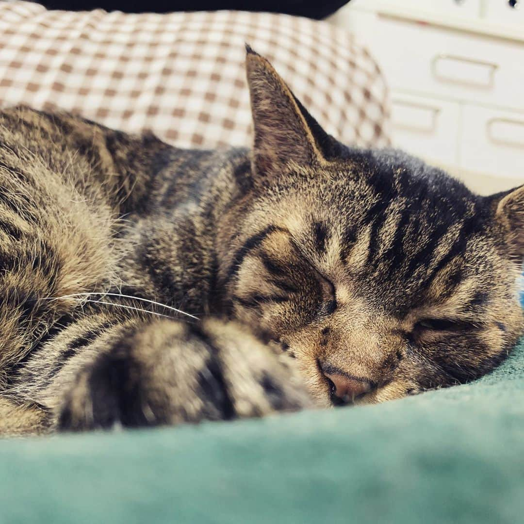 Musashiさんのインスタグラム写真 - (MusashiInstagram)「夕方ムサシさん。ねむだよ。Sleepy head. #musashi #mck #cat #キジトラ #ムサシさん #ねこすたぐらむ #とろねこチャレンジ #シマホレスキュー #シマホネコダスケ #musashi_the_cat」10月17日 19時49分 - _daisy