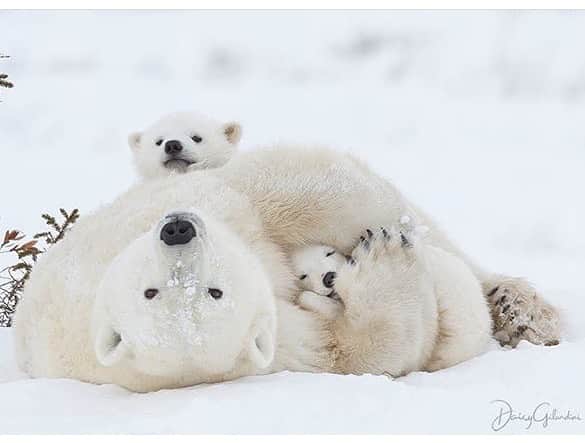 animals.coのインスタグラム：「Polar bear family 🐻❄️ Photography by @daisygilardini」