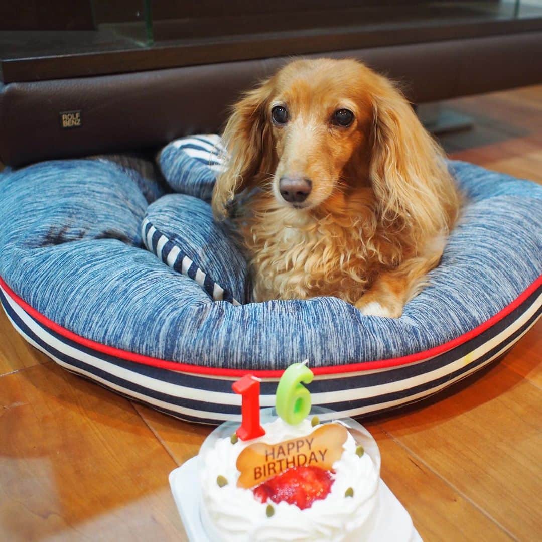 藤本恵理子のインスタグラム：「Happy 16th birthday Mary🎂🎉愛犬マリーが16歳になりました。まだまだ長生きしてね。 #dachshund #dachshundlove #minituredachshund #dog #happybirthday #birthday #love #ダックスフンド #ミニチュアダックス #犬」
