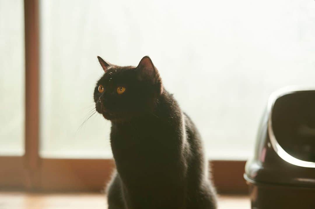【公式】ドラマ「マリーミー！」さんのインスタグラム写真 - (【公式】ドラマ「マリーミー！」Instagram)「#猫のいる暮らし  窓際は桃太郎のお気に入りスポット。 撫でたくなったらおいで🐈  #猫 #cat #猫好き #猫との暮らし #猫と暮らす #猫がいる生活 #猫のいる生活 #猫のいる幸せ #黒猫 #久間田琳加 @rinka_kumada0223 #瀬戸利樹 @toshiki_seto_official #ドラマ #マリーミー！ #マリーミー #LINEマンガ #ほわキュン  🌻マリーミー！第3話🌻 📺 #ABCテレビ (関西) 10月18(日)よる11時25分～ 📺 #テレビ朝日 (関東) 10月17日(土)深夜2時30分～ ※ほか地域も放送予定」10月17日 20時05分 - marumaru_drama