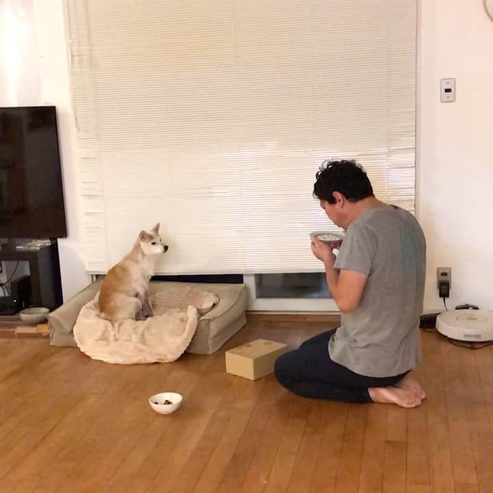 柴犬リリコのインスタグラム：「自分のご飯をテキトーに食べてからみんなのご飯をおねだりしにきたので、おじや（しかも2杯目）をもらっているリリコさんです🐶🥣 #今夜は白菜祭り #土曜日はパパがご飯当番 #白菜と豚バラのミルフィーユ鍋  #白菜とツナと卵のサラダ」