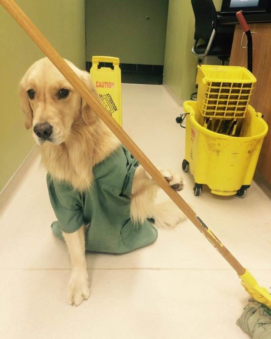 モヒートさんのインスタグラム写真 - (モヒートInstagram)「Did you know this was #nationalveterinarytechnicianweek ???? My daddy is an RVT at an emergency clinic. We took these photos years ago to show the many responsibilities of a vet tech. (Fun fact-daddy worked at a different clinic back then and got written up for these photos 😂 oh well, we still find them hilarious). Tag your favorite RVT to thank them for all their hard work 🐾💜 #vettechlife #vettechlife #vettechweek #vettechsofinstagram #veterinarymedicine #veterinary #veterinarytechnician #rvt @vca @lifeatvca @vca_glvs #cleveland #goldensoninstagram #vetnurselife #veterinarynurse #goldensofinstagram #dog #dogmom #doglife」10月17日 20時41分 - mojito_rose_family