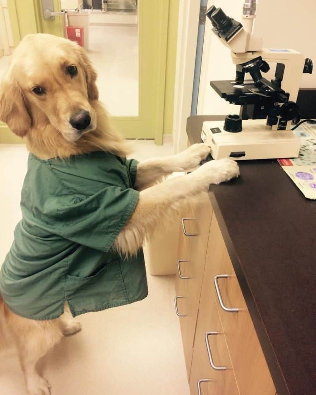 モヒートさんのインスタグラム写真 - (モヒートInstagram)「Did you know this was #nationalveterinarytechnicianweek ???? My daddy is an RVT at an emergency clinic. We took these photos years ago to show the many responsibilities of a vet tech. (Fun fact-daddy worked at a different clinic back then and got written up for these photos 😂 oh well, we still find them hilarious). Tag your favorite RVT to thank them for all their hard work 🐾💜 #vettechlife #vettechlife #vettechweek #vettechsofinstagram #veterinarymedicine #veterinary #veterinarytechnician #rvt @vca @lifeatvca @vca_glvs #cleveland #goldensoninstagram #vetnurselife #veterinarynurse #goldensofinstagram #dog #dogmom #doglife」10月17日 20時41分 - mojito_rose_family