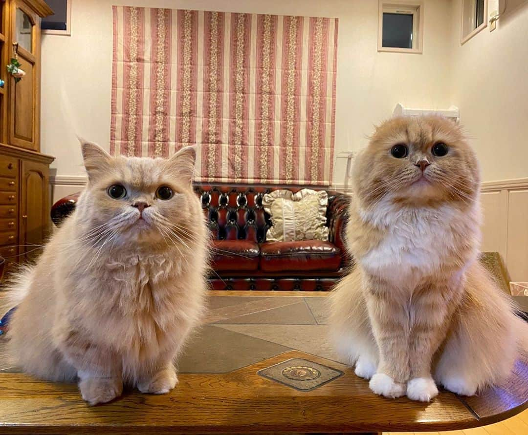 ベルさんのインスタグラム写真 - (ベルInstagram)「. fluffy and adorable ふわふわ冬毛をまとってお祭り行くにゃ  #fluffycats #adorablecats #ふわっふわ  #にゃんぐるみ祭 関西にゃんこ組主催  三周年おめでとにゃ🎊㊗  #シマホレスキュー #猫カレンダー2022参加したい #ペトラフ  #ペトラフの秋 #wpe2020秋フォトグランプリ #ペティオハロウィン  #とろねこチャレンジ #ビューティープロコンテスト  #standbymeproject  #peppyフォト部 #にゃんこバッグ参加したい #nyancon01 #リビングペット #朝ワンコ夕ニャンコ #eclatcat #ペトこと猫部 #ねこのきもち #らぶにゃんるうむ #catstagram_japan #cats_of_instagram #catsofinstagram #club_of_cats #9gagcute  #ミヌエットのベルちゃん #スコティッシュフォールドのすずちゃん  NAME : Bell  ベル Breed : minuet  ミヌエット 🎂 : 2016.5.15  4歳 ・ NAME : Suzu すずちゃん Breed : Scottish fold スコティッシュフォールド 🎂 : 2018.3.21 2歳 . NAME : Lindor リンドール Breed : Teacup poodle ティーカッププードル 🎂 : 2019.7.18 〜2020.9.14 1歳」10月17日 20時50分 - ricorico_rico