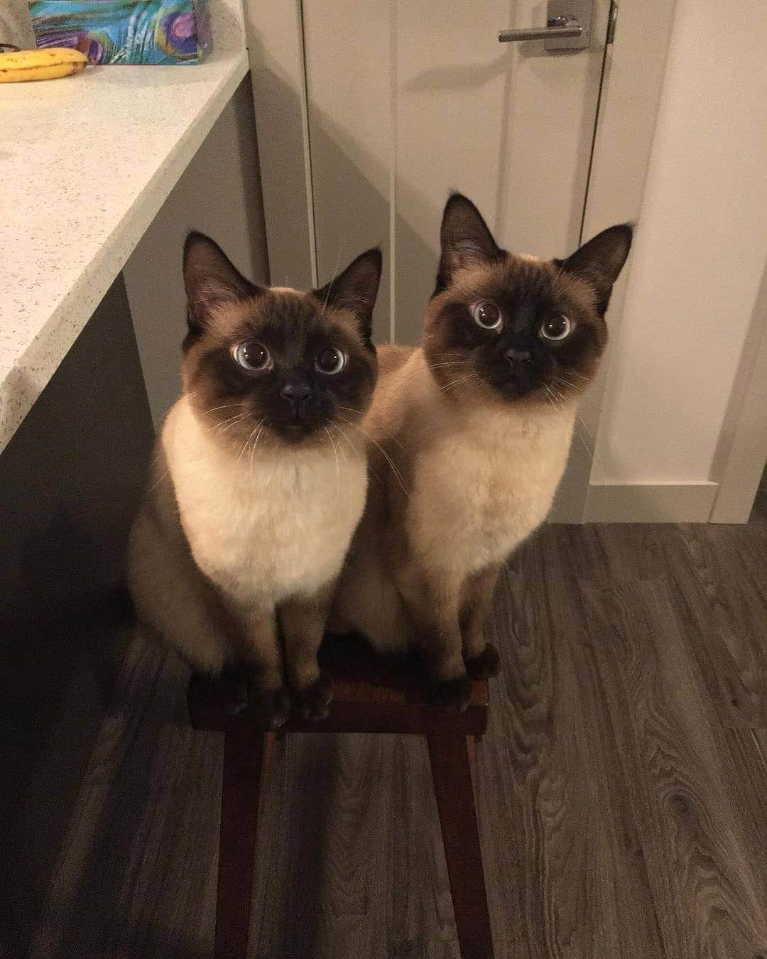 Aww Clubさんのインスタグラム写真 - (Aww ClubInstagram)「Prepare for trouble, And make it double  📷@saltpeppersiamesetwins  #meowed #saltpeppersiamesetwins #Siamese」10月17日 20時59分 - meowed