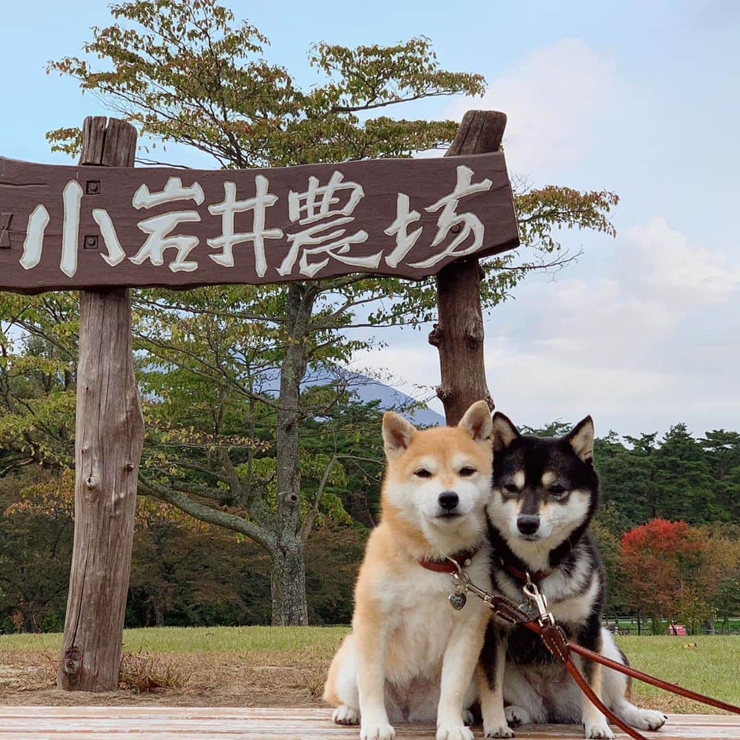 豆柴なつ&ふゆさんのインスタグラム写真 - (豆柴なつ&ふゆInstagram)「Enjoying Iwate💕That was fun😆❤️ 旅行5日目🌟岩手観光です💕小岩井農場と厳美渓😆❤️  #旅行　#岩手　#iwate #小岩井農場 #travel #厳美渓　#enjoy #犬連れ旅行 #trip #わんダフォ #shibamania  #柴犬ライフ#pecoいぬ部 #shiba_snap  #instashiba#cutedogs  #柴犬#shiba #shibainu #shibastagram #いぬすたぐらむ #pecoいぬ部 #犬バカ部 #shibainumag_feature #instafollow #dogoftheday  #🐕📷 #theshibasociety  #柴#proudshibas  #柴犬マニア」10月17日 20時53分 - mameshiba.natsuinu56