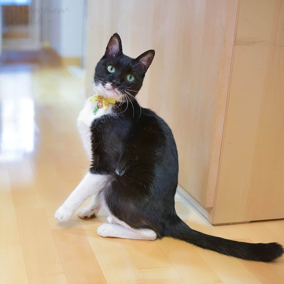 ❤?❤❤❤ Sayo ??❤?❤️❤️❤️のインスタグラム：「★ Happy Caturday 😽👍🏻💖. .  Ordinary Days☺️💖 . なんでもない日、ある日のにゃあみぃ☺️💖 .  😺  #weeklyfluff  #pets_perfection  #pets_of_our_world  #igersjp  #paw_smile_pictures #balousfriends #nc_cuties #raw_pets #nekoclub #NECOくらぶ #bestphoto_japan #IG_JAPAN #petoftoday #PETS_iLLife  #catsofinstagram #みんねこ #ロシアンブルー #ねこ #cat #ふわもこ部 #tokyocameraclub #猫とおうち時間 #ペコねこ部 #nyancon01 #cat_features  #ハートワン動物病院きゅんきゅんフォトコンテスト」