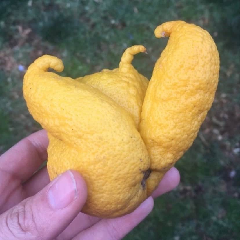 uglyfruitandvegのインスタグラム：「These sea creature lemons from @babilafuente! 😮🍋🦑🐙」