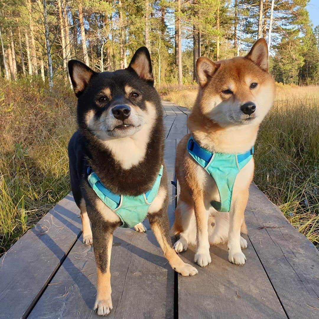 ?Fricko the Shiba Inu?のインスタグラム：「Best autumn day today!!!!!😆👍🏼 🐾 🐾 #FrickoandKeaton #🐕 #☀️ #shiba #shibainu #dog #柴犬 #赤柴 #黒柴  #adorable #shibalove #shibaholics  #dogoftheday  #weeklyfluff #aww #dogstagram  #dogscorner #puppiesofinstagram #shibapuppy #shibastagram」