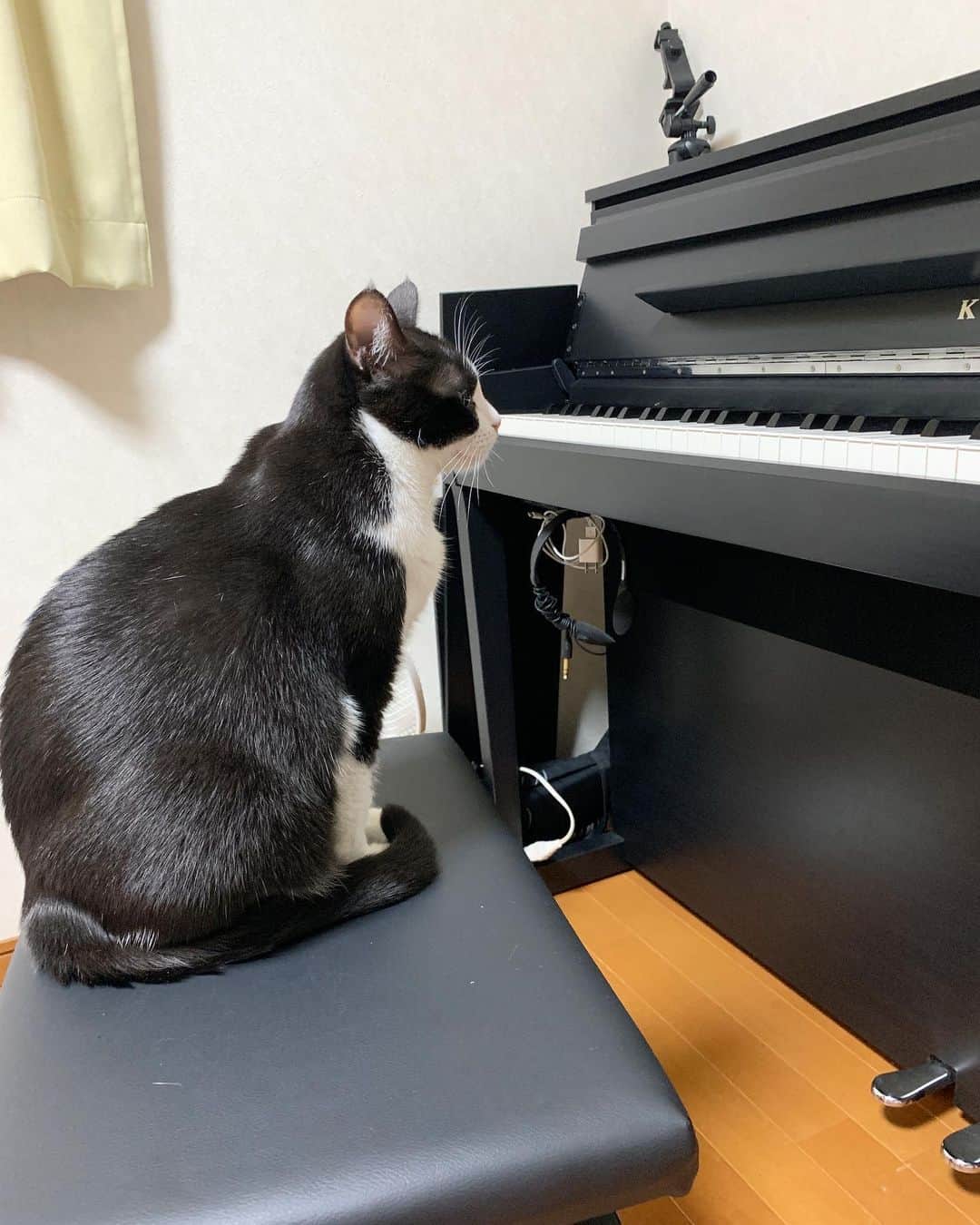 ひのき猫さんのインスタグラム写真 - (ひのき猫Instagram)「ピアノより、ひまわりの方が、ツヤッツヤ✨」10月17日 21時07分 - hinoki.cute.kitten
