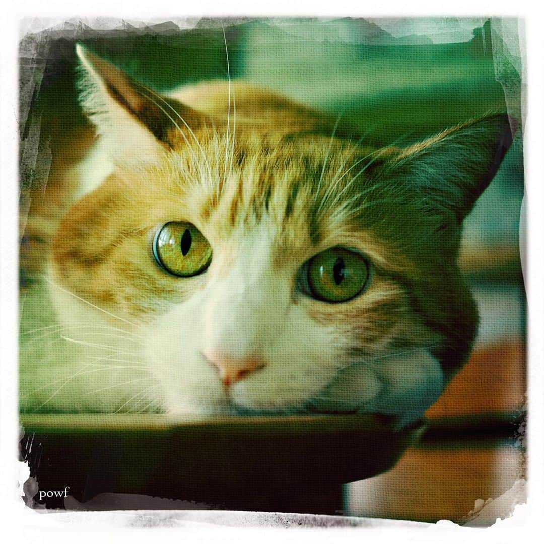 anemone_69のインスタグラム：「. #ハカセとキョウジュ #茶トラ白 #茶白 #cat #猫 #保護猫 . #DreamCanvas_powf . . .」