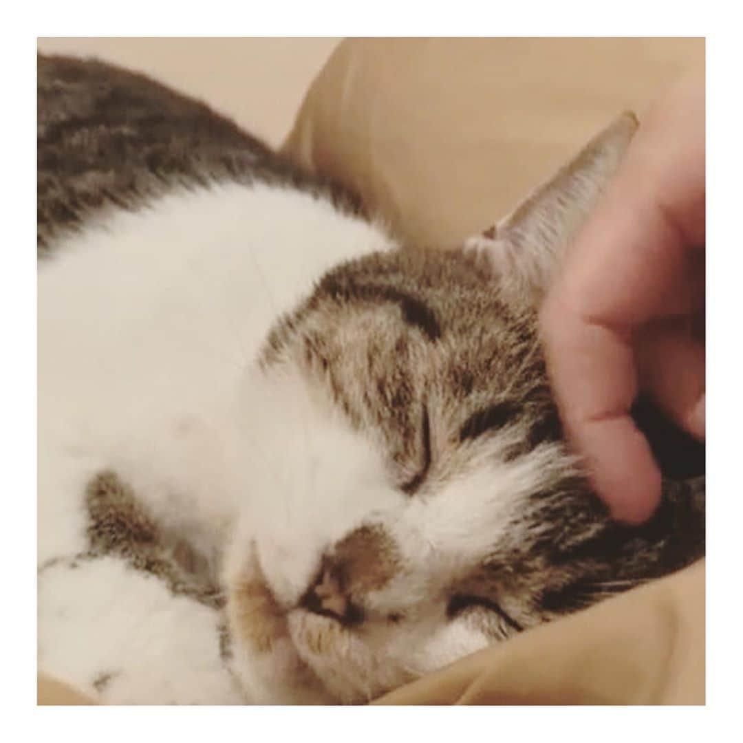 こむぎのインスタグラム：「* しおくんのこと！ なななんとー！本日退院しました👏🎉✨ 今日は里親さんだけで面会に行ってくださったのですが、血液検査もさらに通常値となり、病院で少しご飯も食べて元気になってきて、点滴を自分で抜きそうな感じになってきたようで…😂 まさかの今日退院！！✨ このまま点滴はなしで、ステロイドと抗生剤を飲んで様子見て、月曜に受診して腎機能の検査です〜🤗  おしっこもよく出ていて、検査ではたんぱくと潜血に反応があったそうですが、そちらはおそらく腎生検(リンパ腫の検査)の影響と思われるため問題はなし。 尿の細菌検査も問題なかったようで、昨日は細菌やウイルスによって腎不全を起こしたのかとも話していましたが、そちらの理由も可能性が低くなったようで…🤔 結局のところ急性腎不全の原因がわからずな状況ですが、しおくんが元気になって、検査結果も異常なければ、一過性のもので結果的に問題なしとなるのかな？？🤔  しおくん帰宅してからご飯もモリモリ食べて、里親さんにすごい甘えっぷり😭ゴロゴロ安心した様子ですー😭😭 その後ろを歩いていくくじらが何気に少し体型丸くなってて笑っちゃった😂 くじらはお腹部分が細かったからねぇ、丸くなって良かったよ😂(ご飯が美味しい証拠だね！笑)  あとはリンパ腫の検査結果が陰性であることを願って🙏🏻 このまま順調に体調が安定していきますようにーー😭✨✨  しおくんしばらくご飯がしっかりたべれていなかったことで痩せてしまったけれど、安心できるお家に戻ることが出来たので、これからたくさん食べてあとは元気になるばっかりだよね😭 病院の先生もしおくんはお家の方が食べられるって思って退院することになったみたい🤗 先生が「実は…」なんて話はじめるから里親さんも何かとビックリしたみたいだよ😂 まさかの嬉しいお知らせでした🎉  お家で容態が変わらないか、里親さんも心配だろうけれど、こんなに甘えて安心しているしおくんみたらホッとしますねー😭😭😭  先日よりたくさんのしおくんへの応援本当に本当にありがとうございます😭✨ とっても心強いです！！ 奇跡のしおくんの回復力！まだまだ奇跡は続きますようにーー🙏🏻🙏🏻 #岐阜多頭崩壊レスキュー」