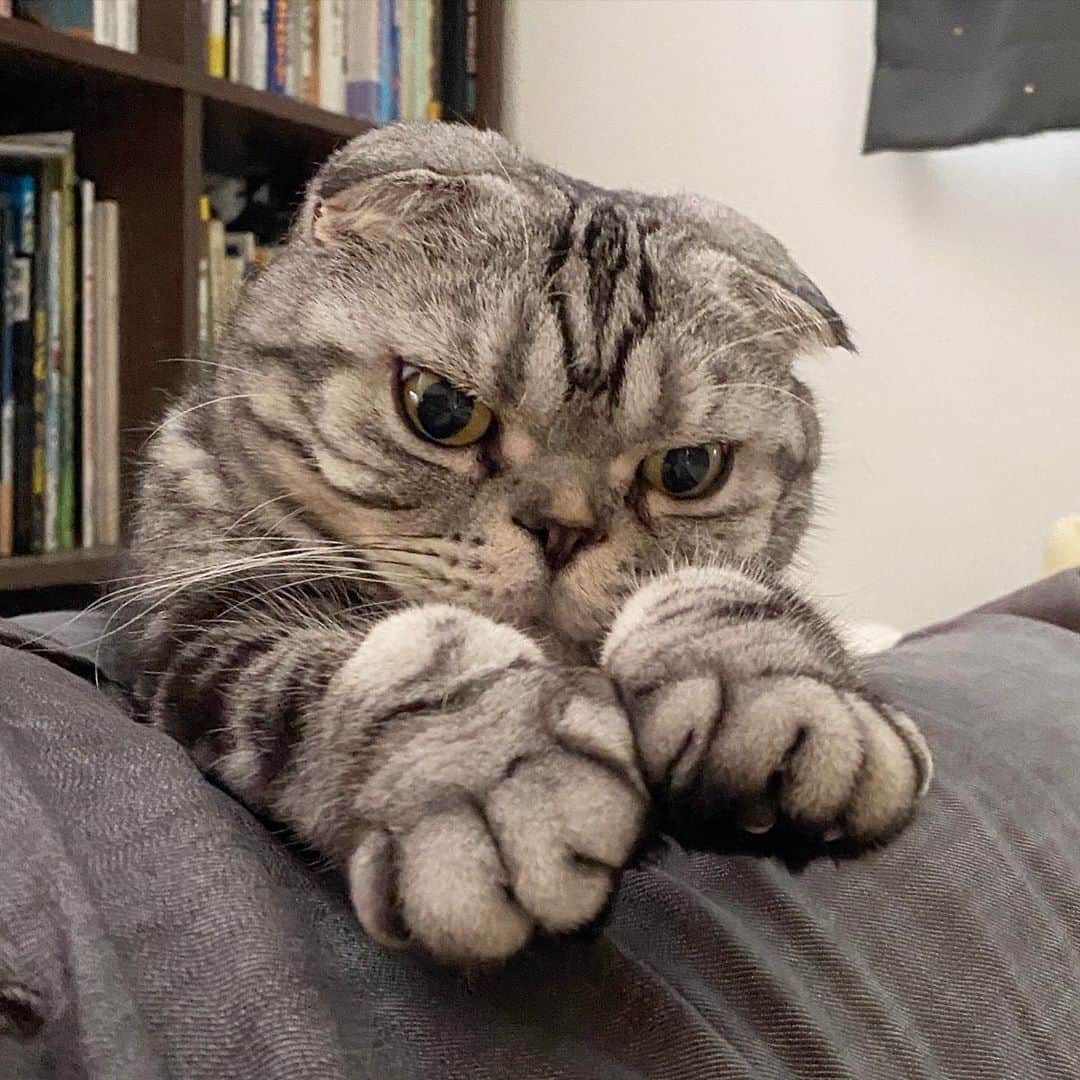 Shishi-maruのインスタグラム：「🐱Good night 🐱良い夢を」