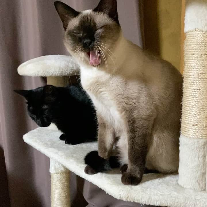 MAKO0MAKO0のインスタグラム：「Kuromitu and Warabi #cat #kuromitu #warabi #yawningcat #catlover #catasticworld #catscatscats #mako0mako0 #ねこ　#ねこ動画 #くろみつくん　#わらびちゃん　#かわいい兄妹猫　#おおあくび　#まこまこ　#猫のいる暮らし #猫のいる生活」