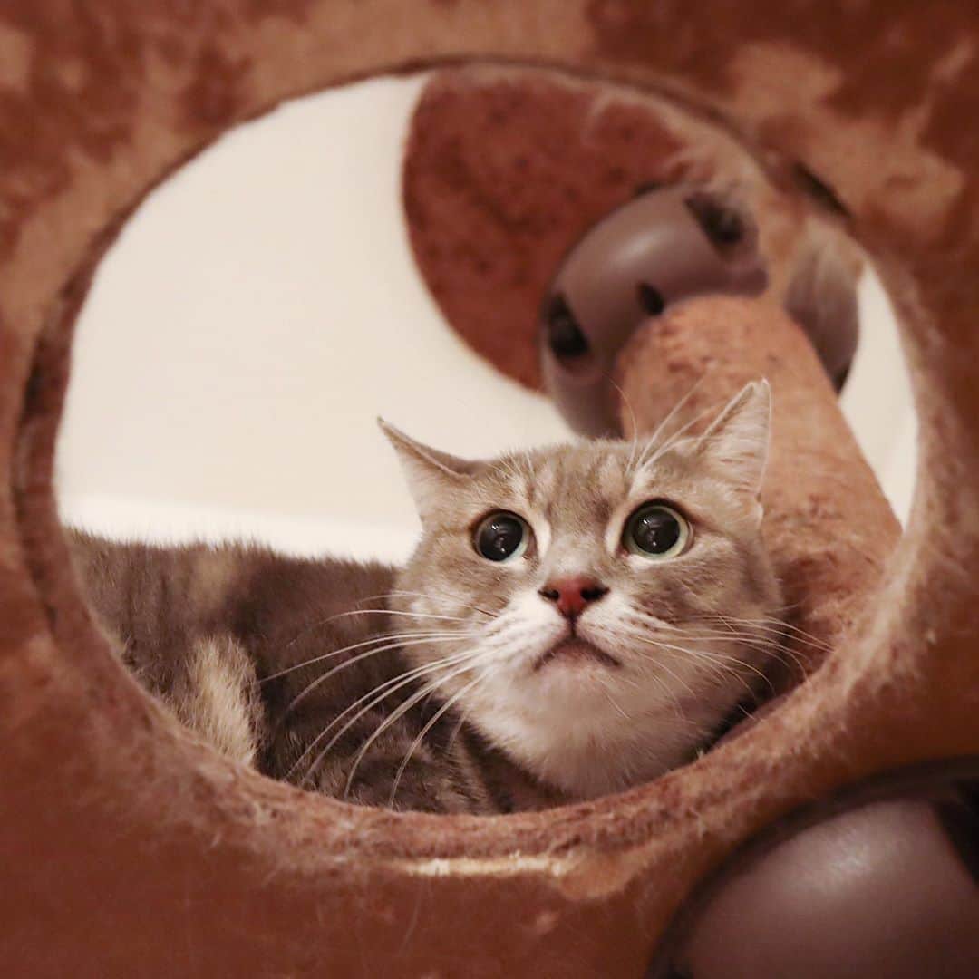 のインスタグラム：「✼ 新茶が珍しくキャットタワーのてっぺんに😍 嬉しくて撮ってたらめちゃめちゃ怒られた☺️ * * おめでとシャー🎉 #しるこ姫happy7thbirthday2020 * * #ねこは人を笑顔にする #シマホレスキュー #シマホネコダスケ #猫カレンダー2022参加したい #WPE2020秋フォトグランプリ * #catsofinstagram #instacat_meows #IGersJP #rakutenpet #nyancon01 #mmts_nekotomo #petokotolife #無敵の親バカ同盟 #関西ねこ部 #ふわもこ部 #ペコねこ部 #peppyフォト部 #スタペグラム #ねこのきもち #サンデイ #sippoストーリー #ペトラフ #今日のうちの子 #我が家のキャティーマン * #fukushincha #marikill66_1017 #新茶シャー」