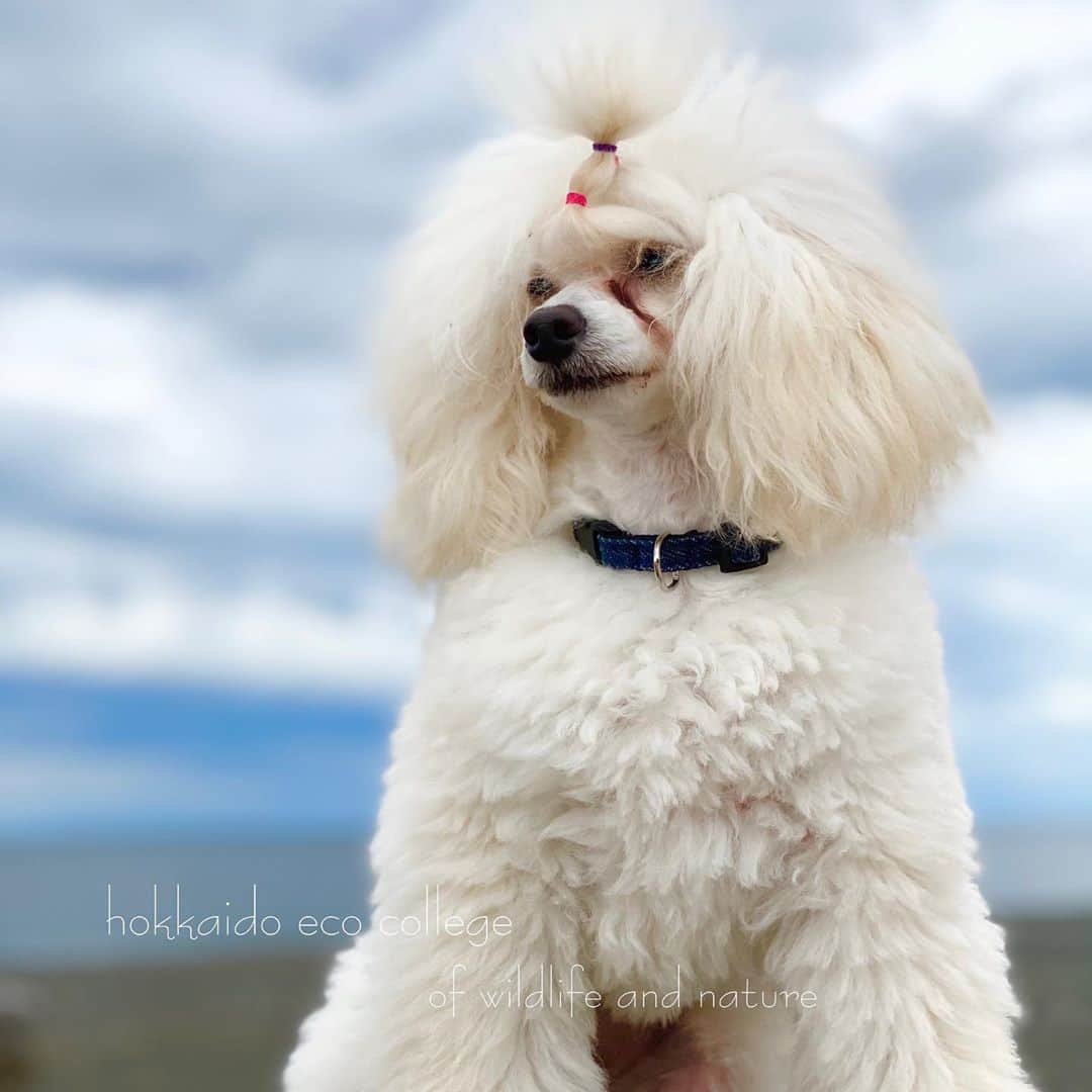 hokkaidoecoさんのインスタグラム写真 - (hokkaidoecoInstagram)「夏も終わり秋になっている……  #北海道エコ  #動物  #専門学校 #トイプードル #いろは #子犬 #ふわもこ部 #いぬすたぐらむ  #モデルさん #秋 #秋の海 #夏の海に #行かなかったなー #いつの間にか #秋だなー #サボりすぎたなー #反省 #がんばろうかな」10月17日 21時53分 - hokkaidoeco