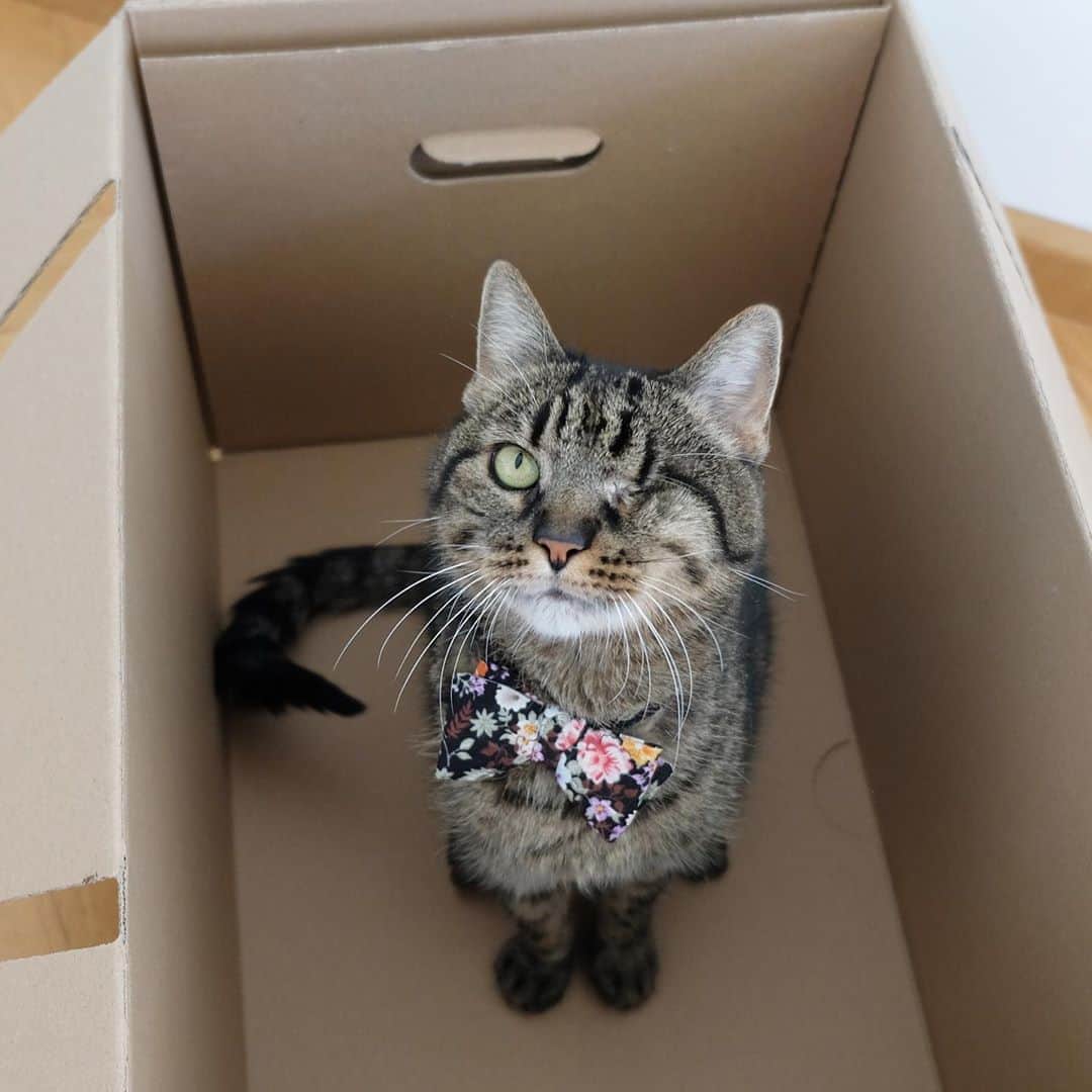 catinberlinさんのインスタグラム写真 - (catinberlinInstagram)「From my box to yours, happy caturday! ❤️ www.catinberlin.com」10月17日 22時02分 - catinberlin